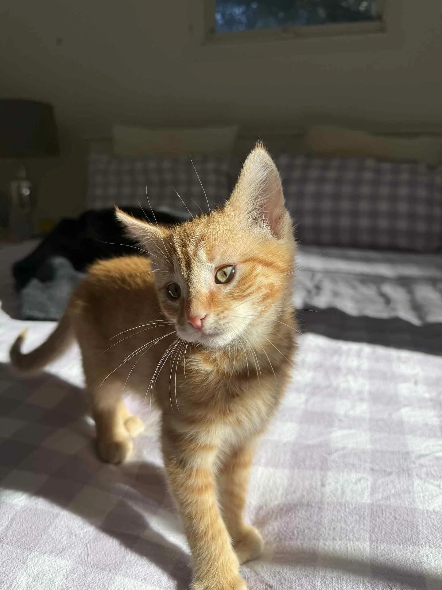 🩷Available for Adoption🩷

Carrot and Chestnut are looking for their forever home/s 🏡

Please ensure that you read their bios before applying.

You can read more about them via our Pet Rescue page: https://www.petrescue.com.au/groups/11855/Rescue-C