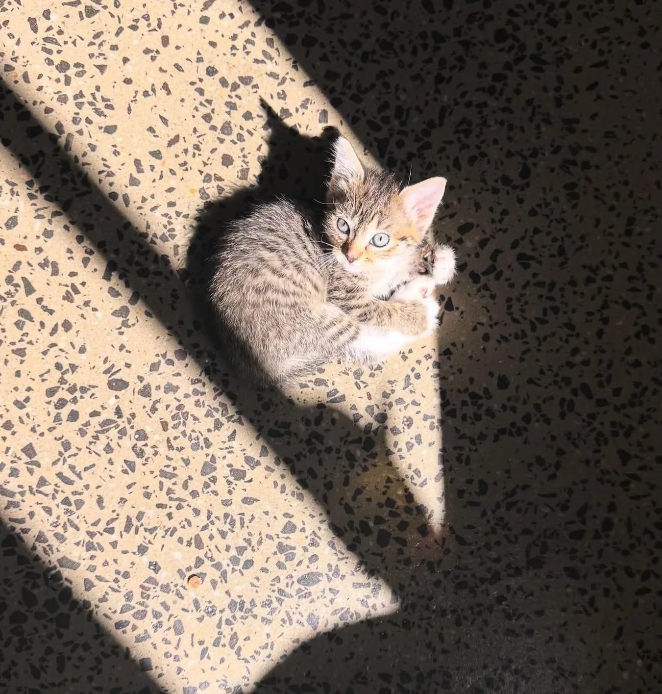 ✨Pre-Adoption Only✨

💖 Adopt Me! Meet the Wonderful Vera! 🐾

✨ Vera&rsquo;s Vibe: Big Personality in a Tiny Package!
Don&rsquo;t let her petite size fool you, Vera is a little tabby with a big personality! This gorgeous girl is a bundle of confiden