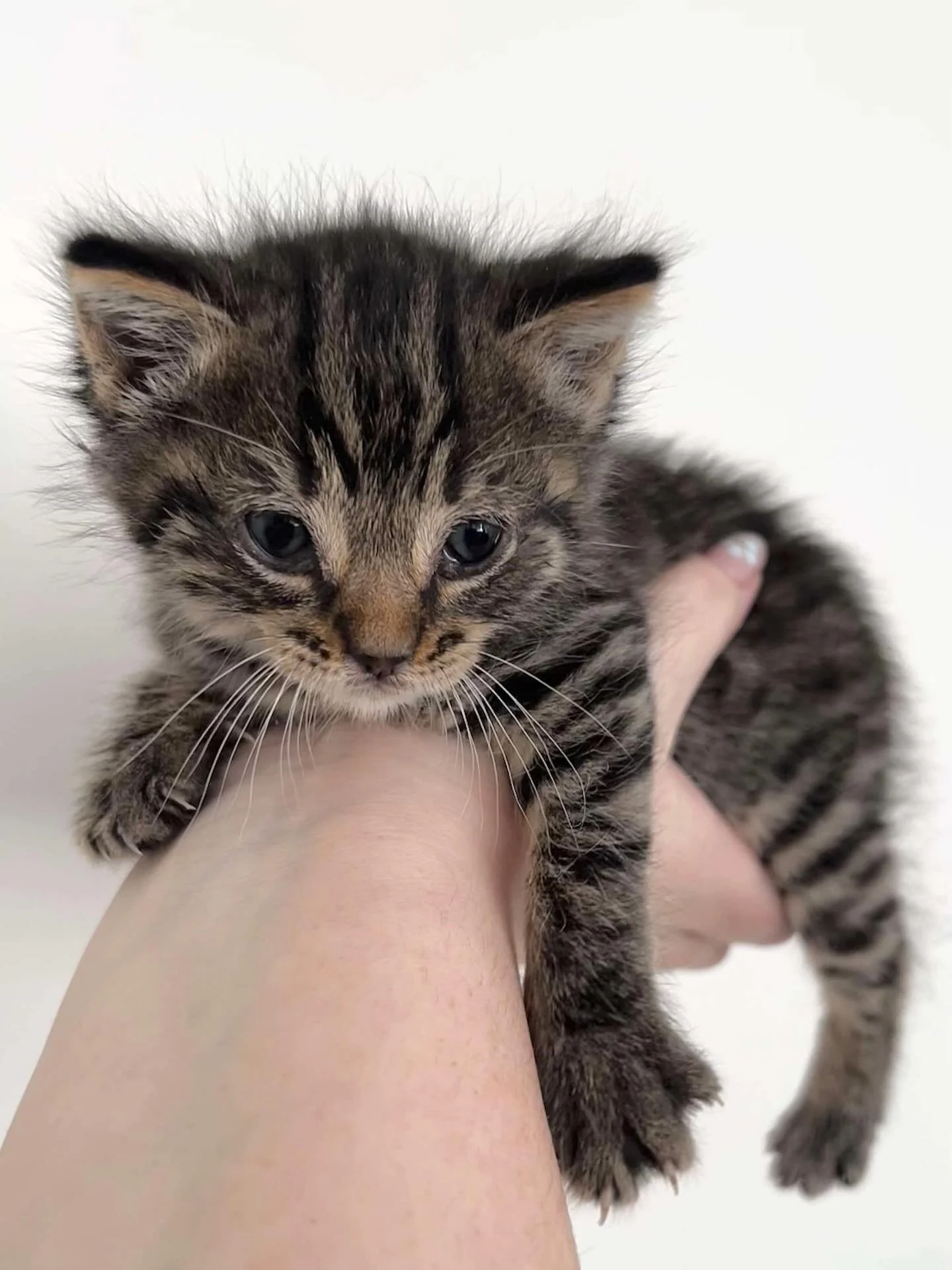 Little Penelope arrived in our care this week via one of our amazing partner vet clinics. We are so grateful to everyone involved in getting her to safety! 🥰

#cats #kittens #kittensofig #fosterkittensofinstagram #fosterkitten #adopt #kittenseason #