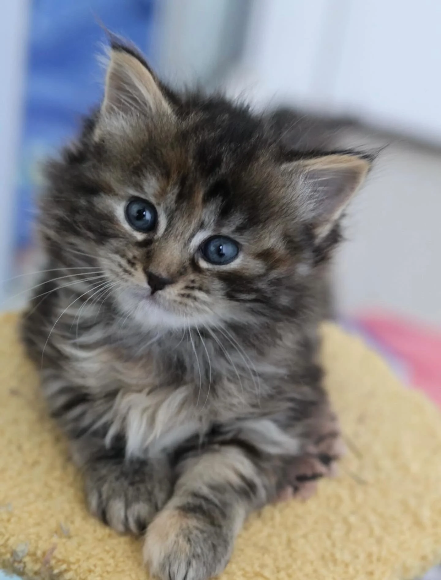 Linguini cannot wait to see you all at our Meet and Greet Day tomorrow! We&rsquo;ll be at Pet O in Springvale from 10am until 3pm. 

#cats #catsofinstgram #kittensofig #kittens #kittenseason #fosteringsaveslives #fosterkittensofinstagram