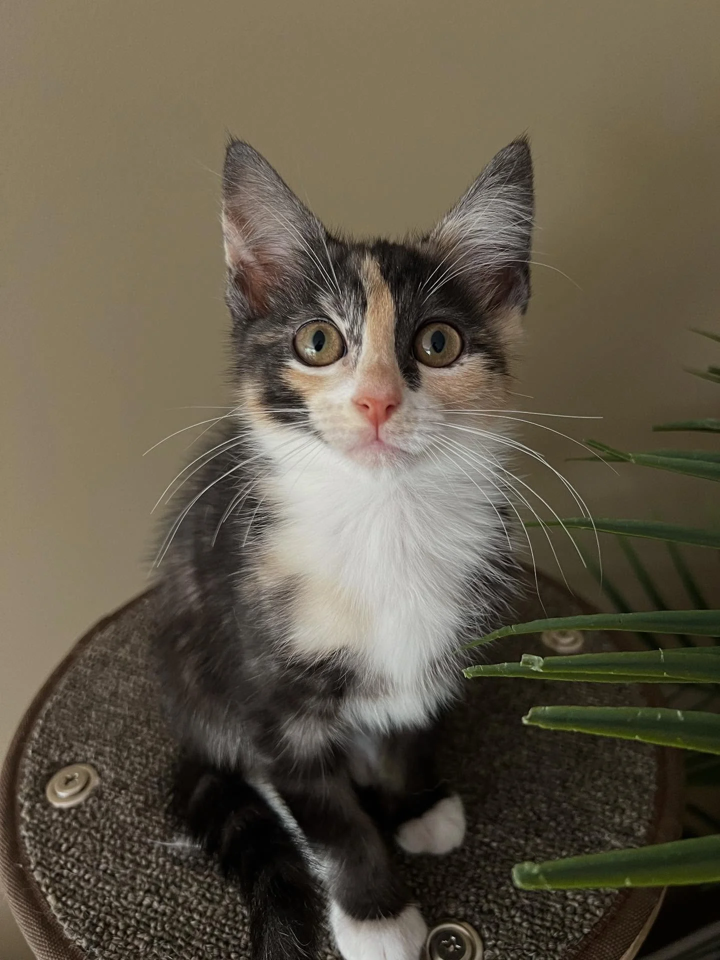 🩷Available for Pre-Adoption🩷

Kansas, Toto and Dot are looking for their forever homes 🏡

Please ensure that you read their bios before applying.

You can read more about them via our Pet Rescue page: https://www.petrescue.com.au/groups/11855/Resc