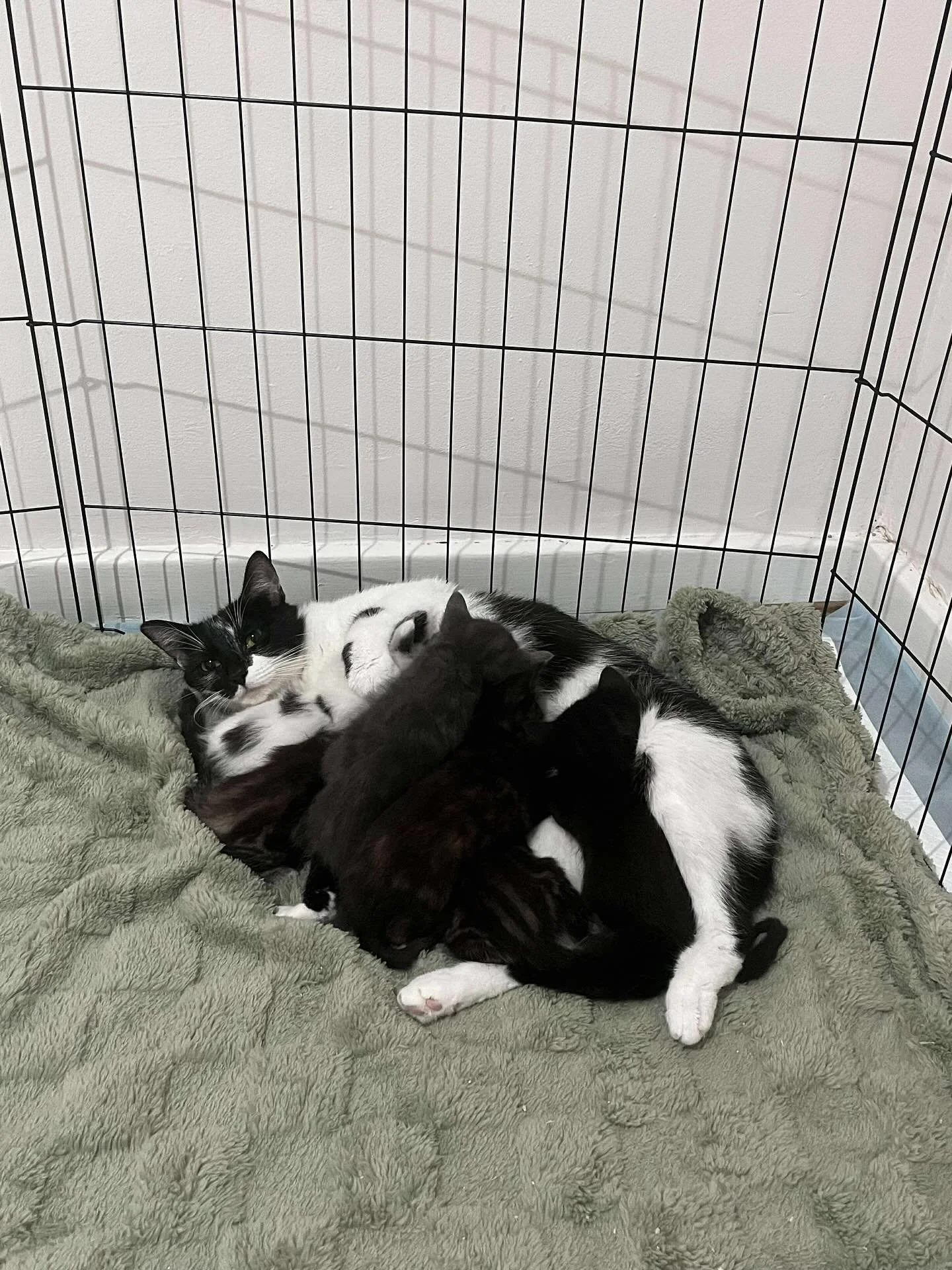 Mama Minuk and her babies arrived into care over the weekend. Look how happy and content they are. Minuk no longer needs to live life as a stray cat having litter after litter of kittens! 

✨🐾

#cats #kittens #kittensofig #fosteringsaveslives #foste