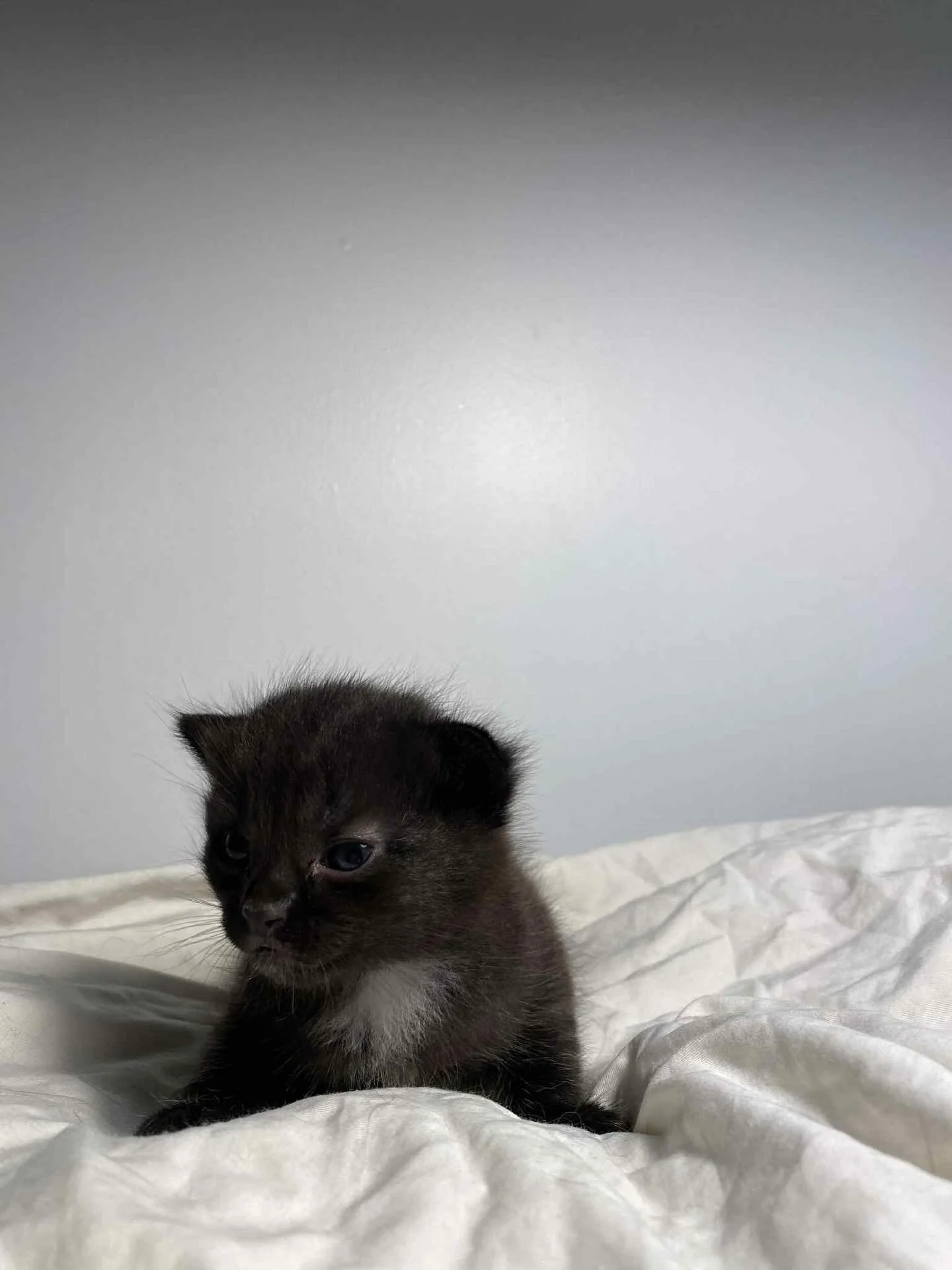 ❗️URGENT FUNDRAISER❗️

💔Help Little Midnight Breathe Easy: Fundraiser for Pectus Excavatum

Meet Midnight, an adorable three-week-old kitten born right here in our loving foster program to our wonderful mother cat, Versace. Midnight is a tiny fighte