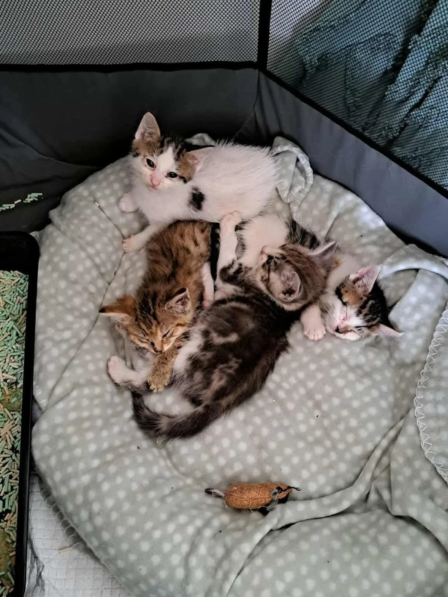 Four incredibly unwell kittens have arrived into the rescue. They are with one of our amazing foster carers who is showing them lots of TLC (and flu medications!) to get them big, strong and healthy! 

Please send them love and positive energy while 