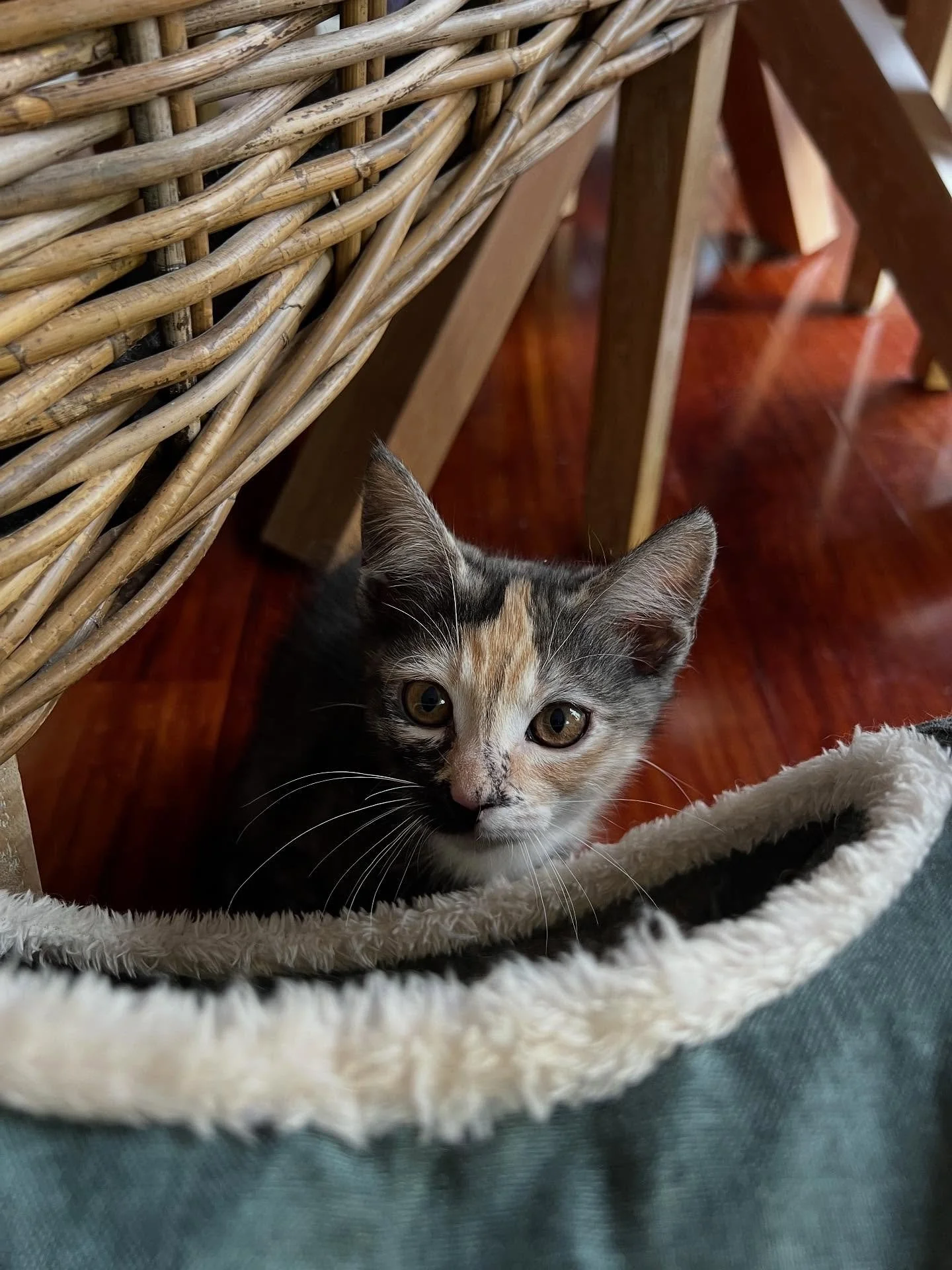 Sweet baby Dot hasn&rsquo;t had one adoption application😞 is she the one you&rsquo;re looking for? Let&rsquo;s share this post so we can find Dot her forever home! 

💖 Meet Dot: The Gentle Heart Seeking a Quiet Home

Dot is a delicate and sweet kit