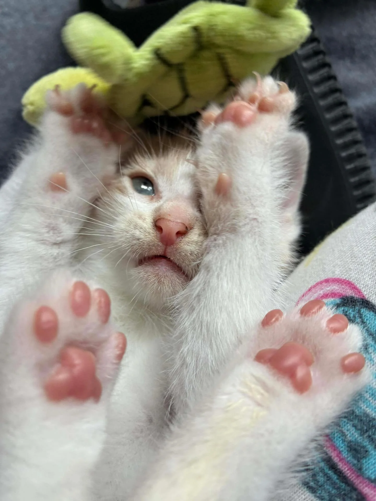Happy toebean Thursday 🫘🫘

#cats #catsofinstagram #adopt #adoptdontshop #fosteringsaveslives #fosterkittensofinstagram
