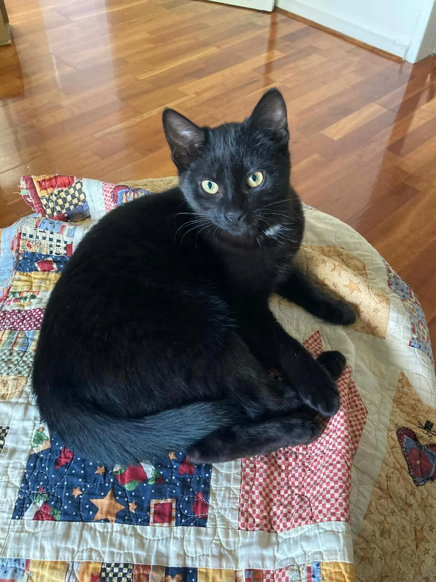 🏡 Adopt Me: Benji! 💚

Meet Benji, a truly special young man ready to bring endless fun and cuddles into his forever home! This kind, funny, and wonderfully cheeky kitten is an absolute gem whose personality shines brighter than a new toy.

✨ Benji&