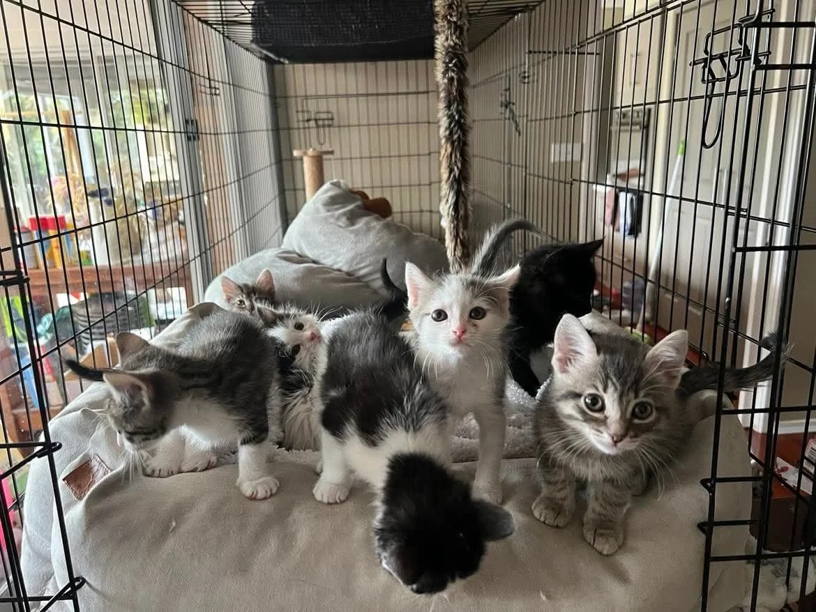 Happy Friday from the crew🐾 all of these gorgeous babies came in as vulnerable neonatal kittens who statistically had a very slim chance of survival. Today, because of the love and care from their amazing foster mum @thekindlecollective they are ali