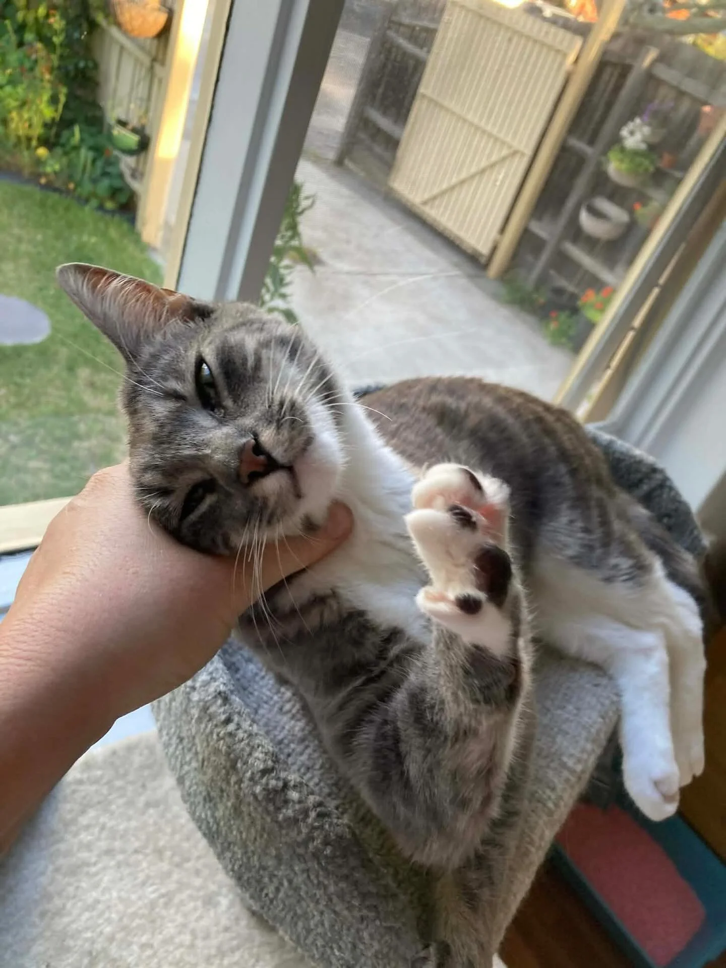 👑 Adopt Me: Betty, The Sassy Queen! 👑

Meet Betty, a stunning and spirited cat who has earned her title as a playful, sassy minx! After a few tough months as a single mum (raising her fabulous son, Benji!), Betty is now thriving in foster care and 