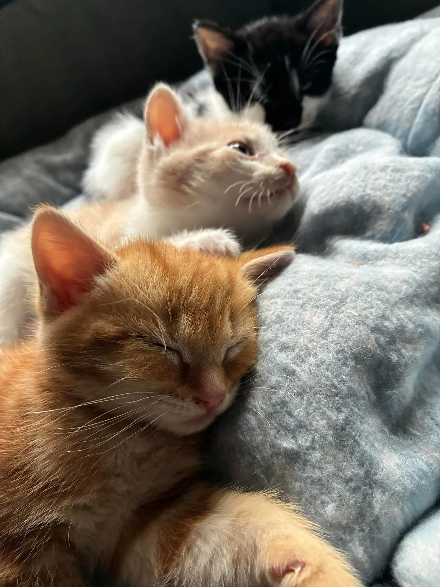 It&rsquo;s a cozy Caturday morning snuggle sesh🐾

#catsofinstagram #kittensofig #kittens #kittenseason #fosteringsaveslives #adoptdontshop