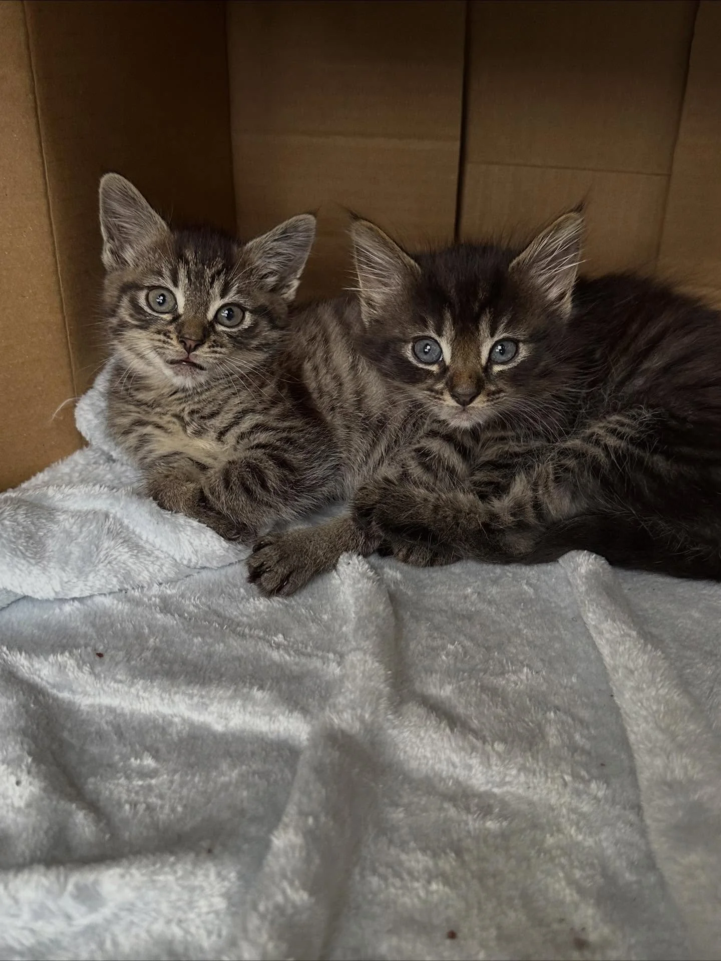 🩷Available for Pre-Adoption🩷

Bloom, Buttercup and Bubbles are looking for their forever homes 🏡

Please ensure that you read their bios before applying.

You can read more about them via our Pet Rescue page: https://www.petrescue.com.au/groups/11