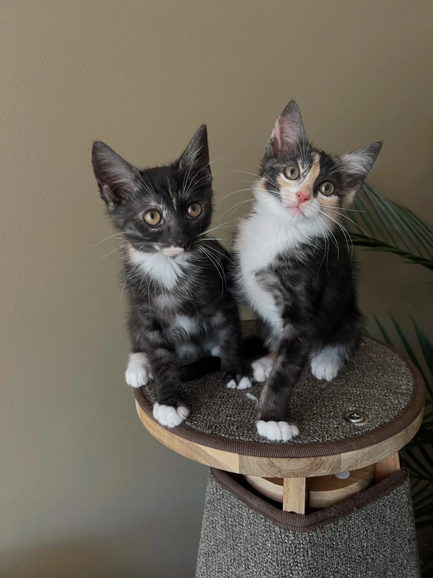 Guys, Toto (left) and Kansas are STILL on the lookout for their forever home/s. Let&rsquo;s share far and wide (just like you did for their sister Dot), so that we can spread the word about these two beautiful girls ❤️🐈

🌪️ Meet Toto: Energetic, Fr