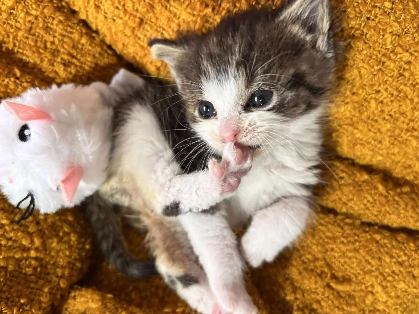 It&rsquo;s a happy Monday from Squeaky🐤 this little nugget was handed into one of our emergency vet partners all on his own🥺 thankfully, he&rsquo;s been in care with us for a few weeks and he is thriving ✨

#catsofinstagram #kittensofig #kittenseas