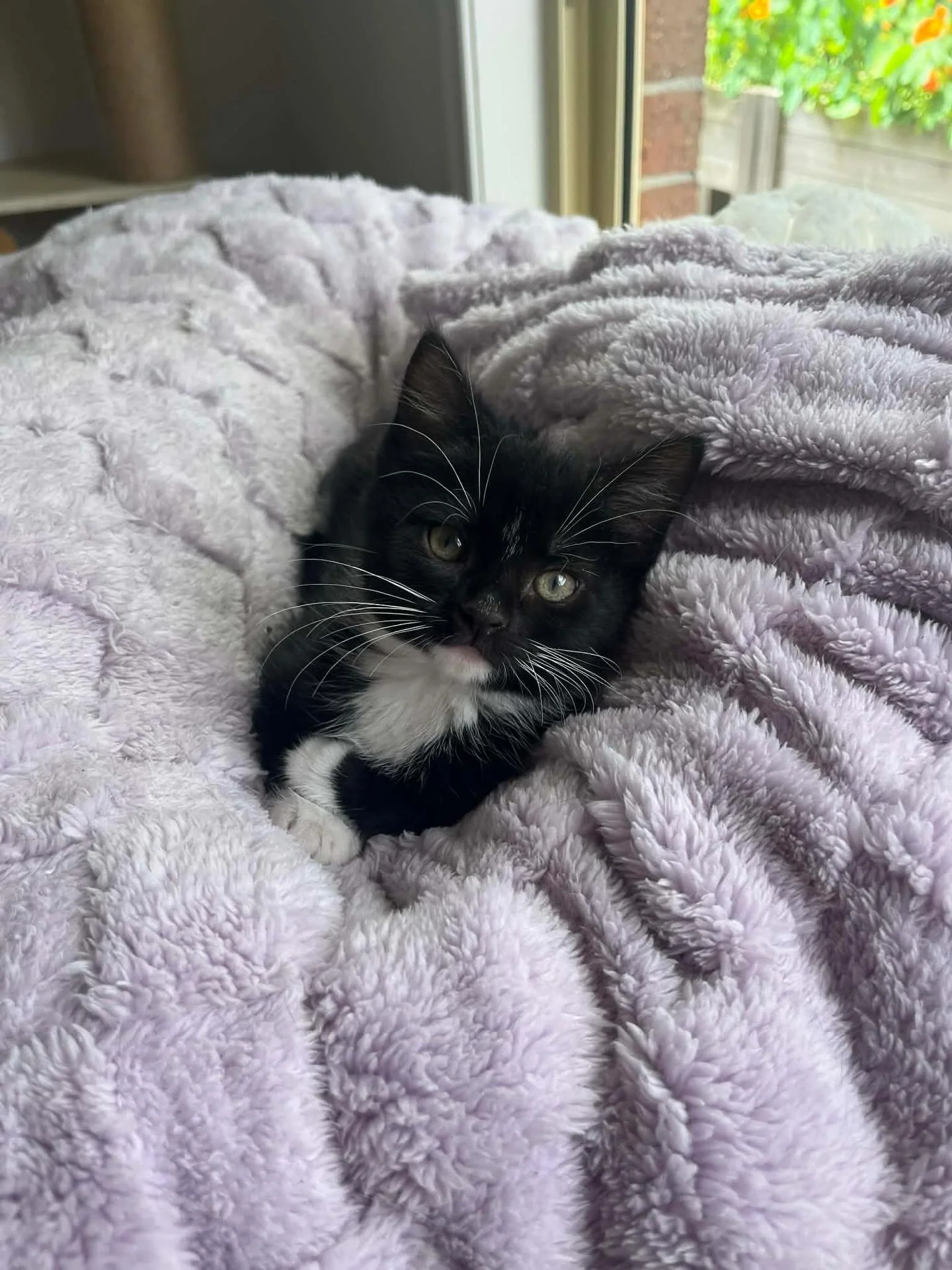 🩷Available for Pre-Adoption🩷

Boots, Binx, Smudge, Freckles and Dusty are looking for their forever homes 🏡

Please ensure that you read their bios before applying.

You can read more about them via our Pet Rescue page: https://www.petrescue.com.a