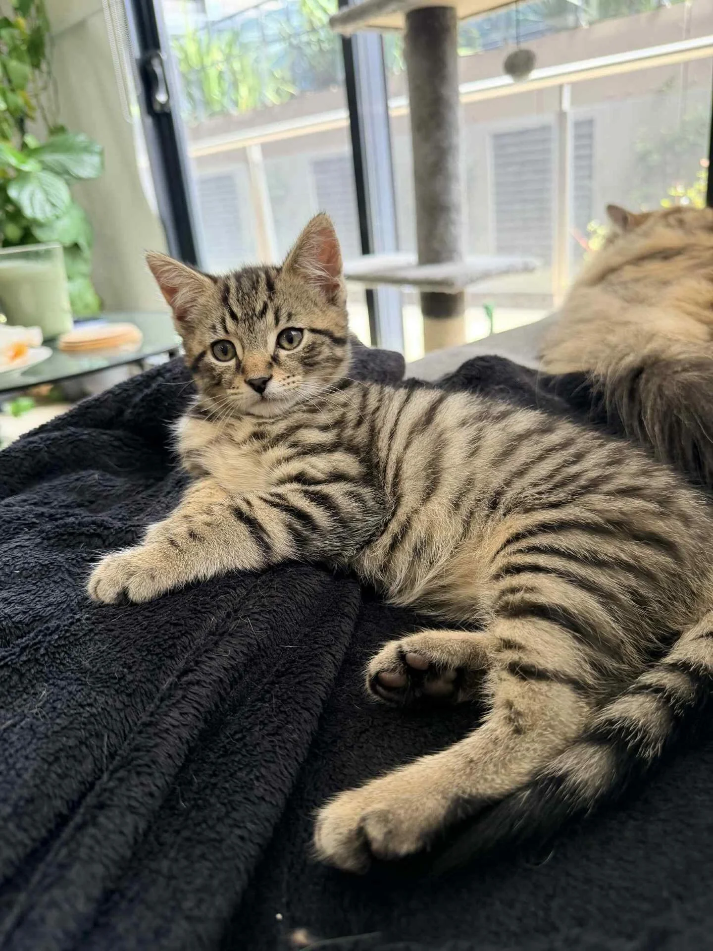 🩷Available for Pre-Adoption🩷

Leo and Clementine are looking for their forever homes 🏡

Please ensure that you read their bios before applying.

You can read more about them via our Pet Rescue page: https://www.petrescue.com.au/groups/11855/Rescue
