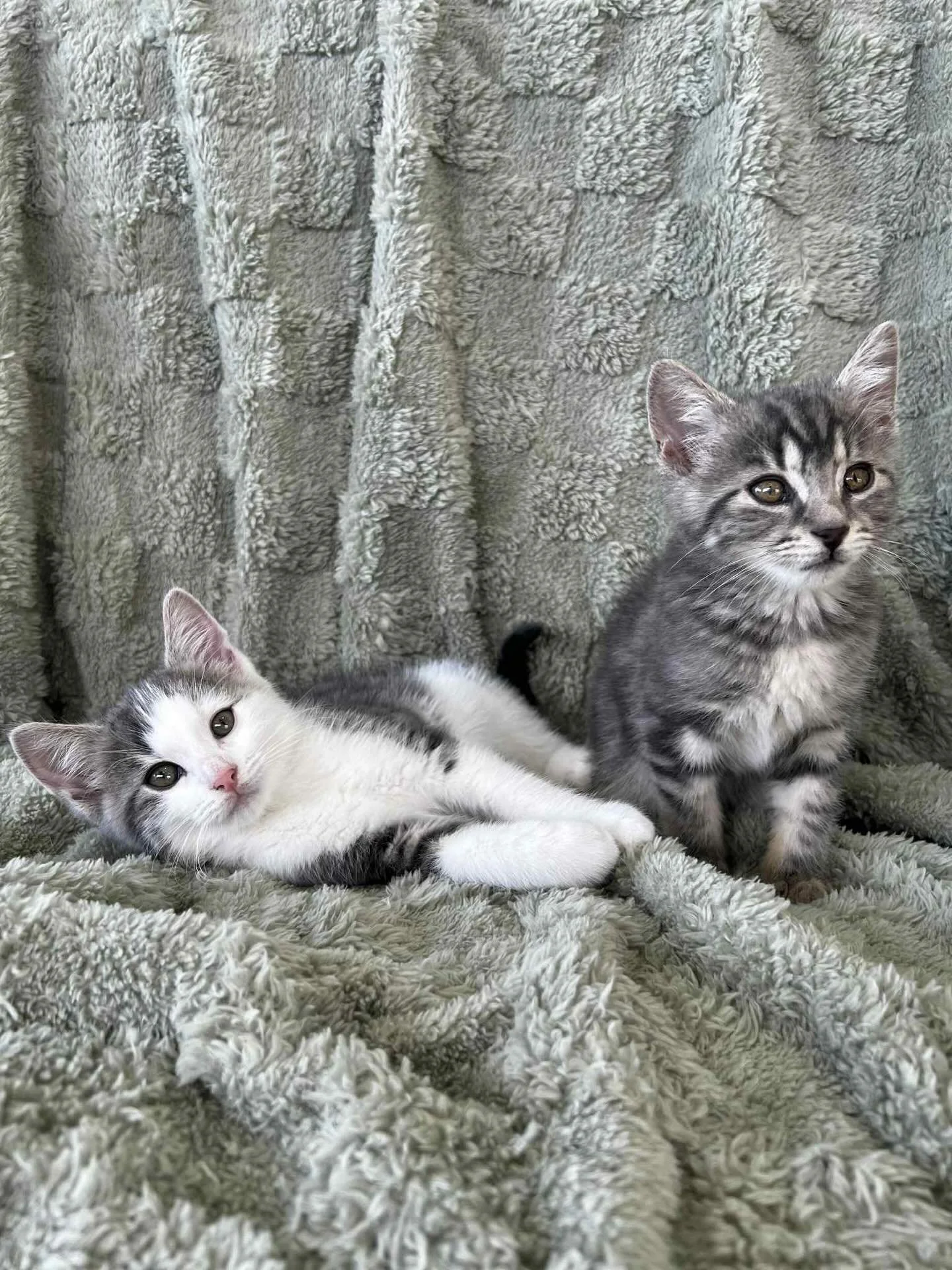 🩷Available for Pre-Adoption🩷

Chad and Troy are looking for their forever homes 🏡

Please ensure that you read their bios before applying.

You can read more about them via our Pet Rescue page: https://www.petrescue.com.au/groups/11855/Rescue-Cats