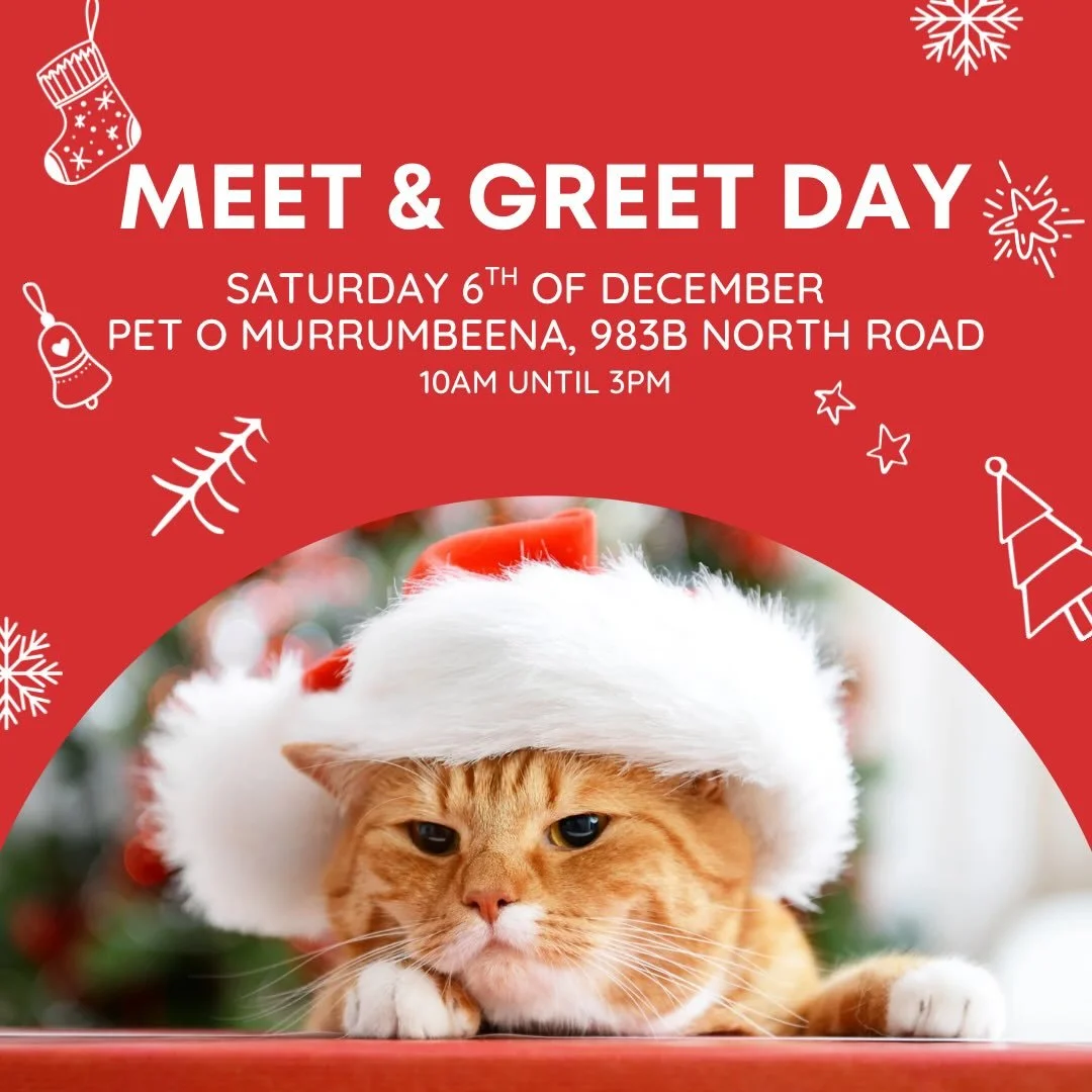 📣🎄🎅It&rsquo;s our last Meet and Greet Day of the year!! Let&rsquo;s go out with a big Christmas cheer! ❤️Our next cat and kitten Meet &amp; Greet Day is happening on Saturday December 6th from 10 AM until 3 PM at PetO Murrumbeena📣🎄🎅

If you&rsq