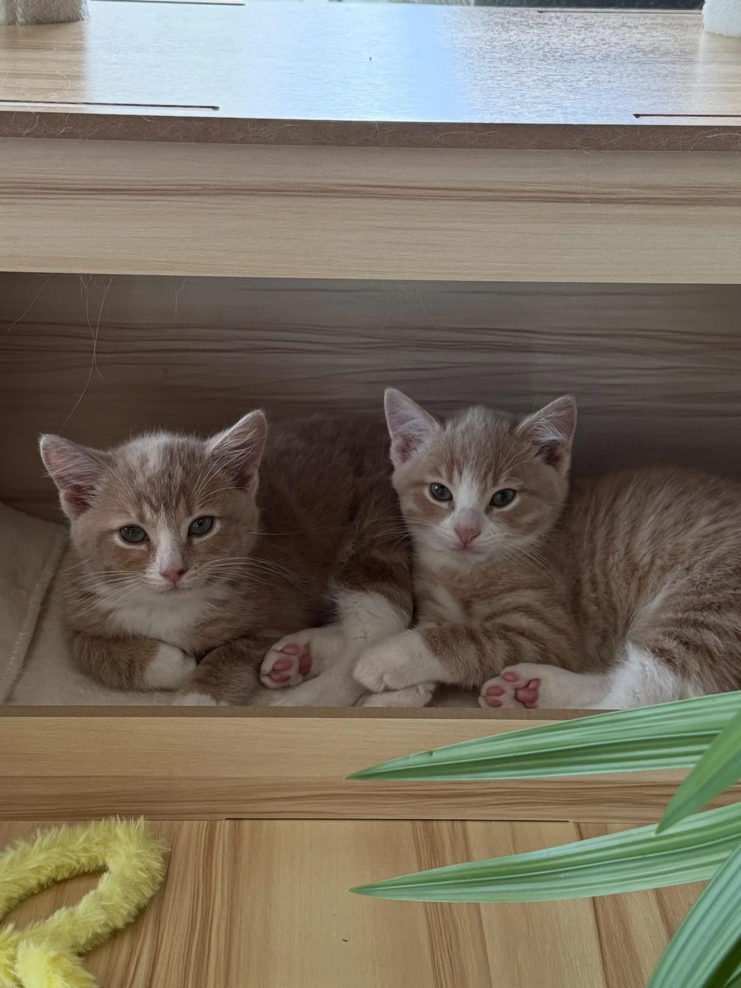 🩷Available for Pre-Adoption🩷

Maui and Wowie are looking for their forever homes 🏡

Please ensure that you read their bios before applying.

You can read more about them via our Pet Rescue page: https://www.petrescue.com.au/groups/11855/Rescue-Cat
