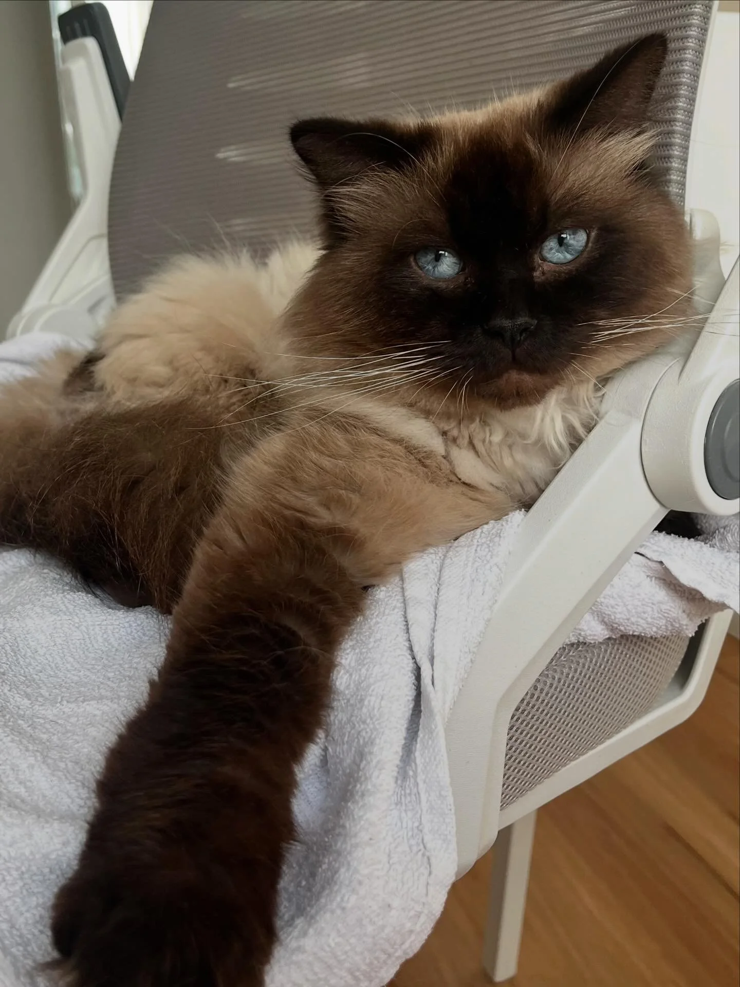 🩵AVAILABLE FOR ADOPTION🩵

🌟 Meet Simba: The Gorgeous Ragdoll Ready for His Second Chance 🌟

Meet Simba, a truly magnificent Ragdoll boy distinguished by the most captivating blue eyes you&rsquo;ve ever seen!

Simba arrived in our care under heart