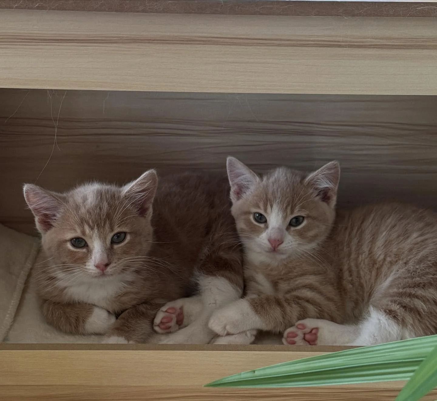 Maui and Wowie are still looking for their forever home. Sadly, we&rsquo;ve been ghosted by their meet and greet today 🥲

Are you ready for a double dose of fun, affection, and pure kitten charisma? Then look no further than the magnificent brothers