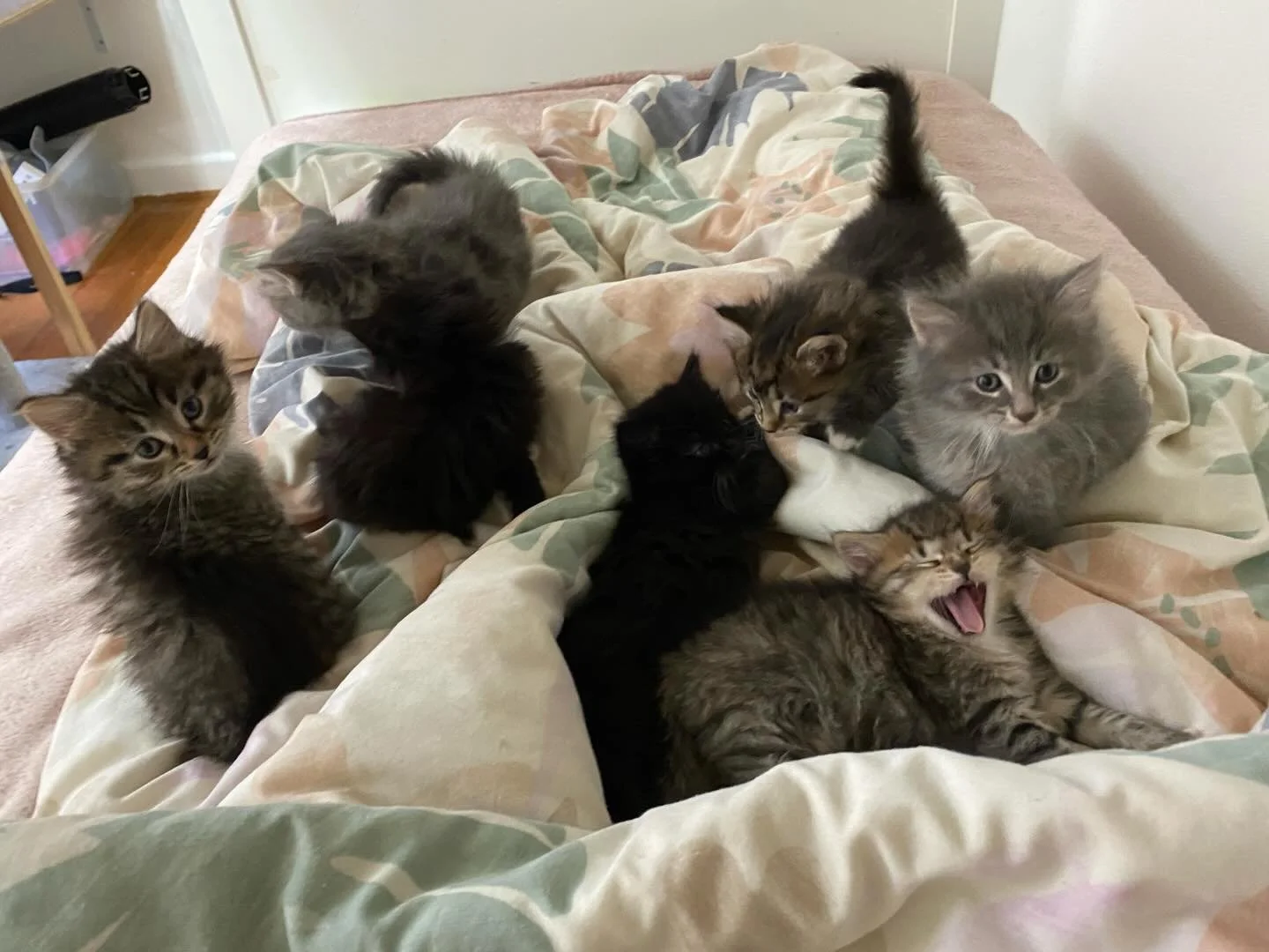 This could be your life as a foster carer! Currently we&rsquo;re seeking temporary foster carers for over the holiday period. If you&rsquo;re wanting to foster but can&rsquo;t do it long term, this is perfect for you! 

Send us a DM or apply via the 