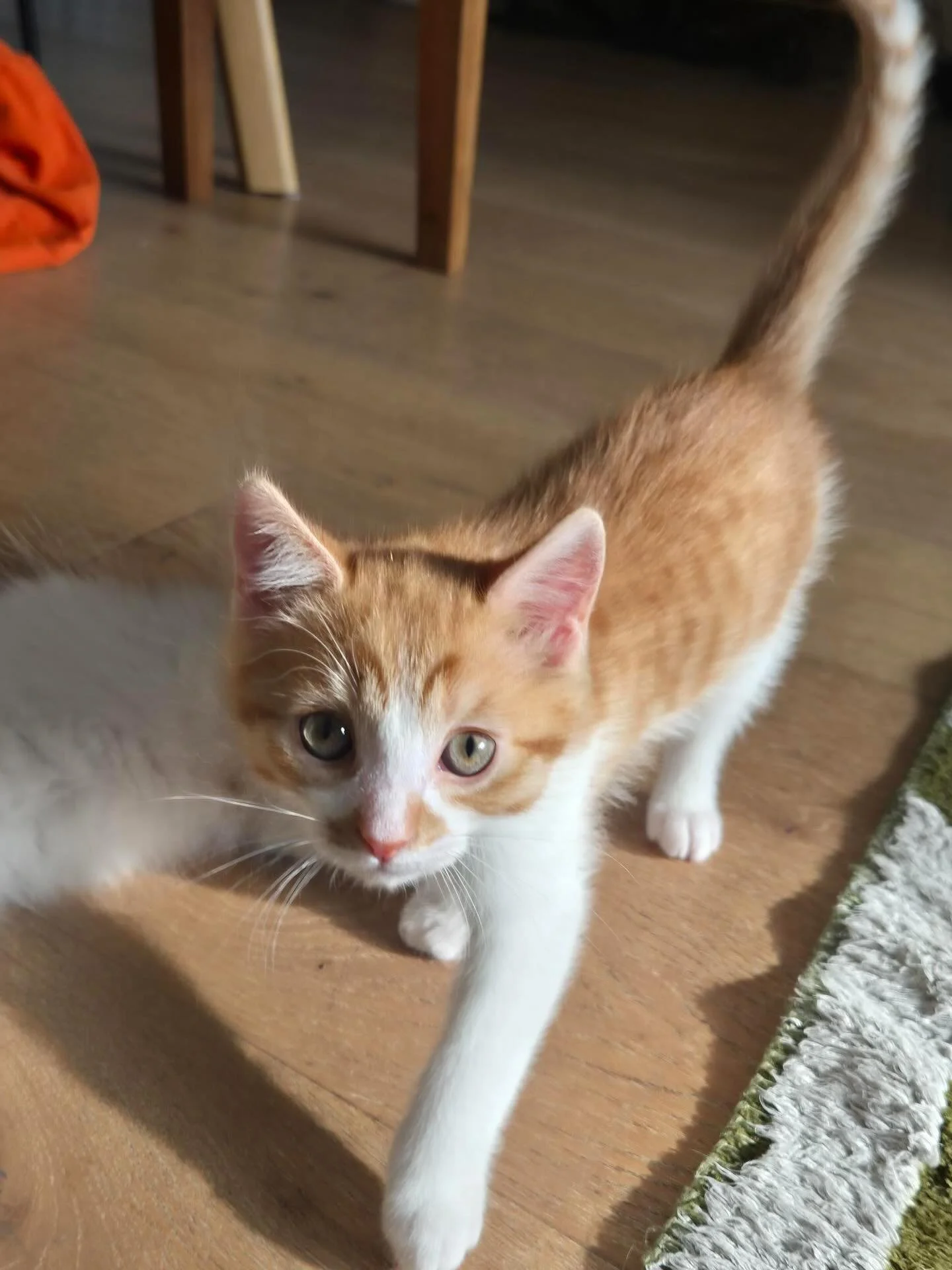 Jinkx Monsoon and Dumpling were the only two kittens at our adoption event this past weekend who didn&rsquo;t get any adoption applications 🥲 let&rsquo;s share and comment to boost this post so we can find them a home each (or together 🤭)

🩷Availa