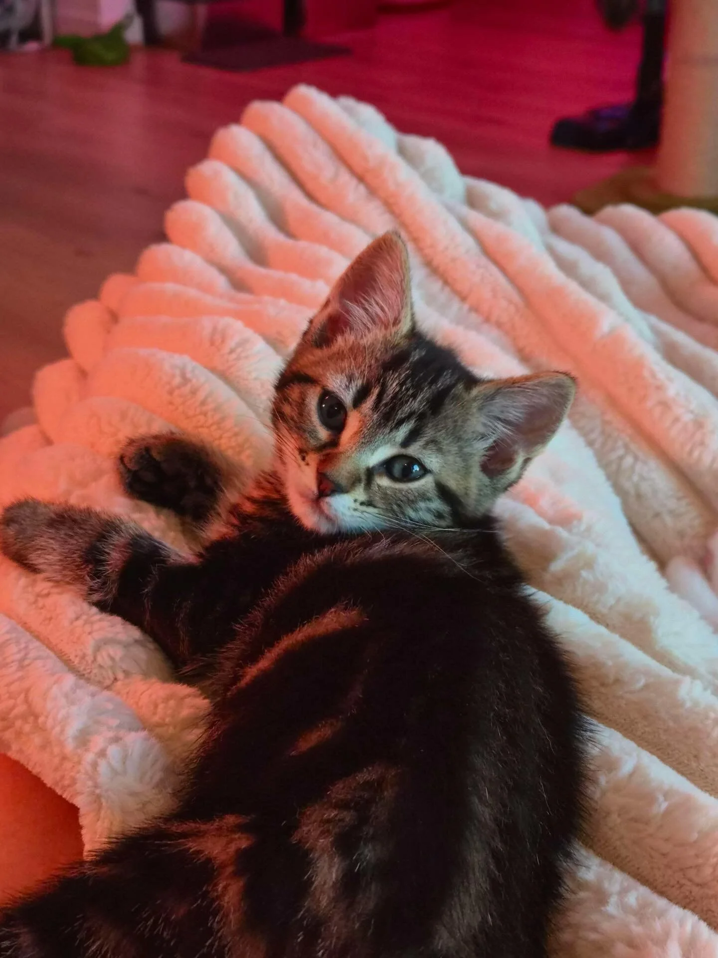 🩷Available for Pre-Adoption🩷

Elara, Orion and Tayla are looking for their forever home/s 🏡

Please ensure that you read their bios before applying.

You can read more about them via our Pet Rescue page: https://www.petrescue.com.au/groups/11855/R