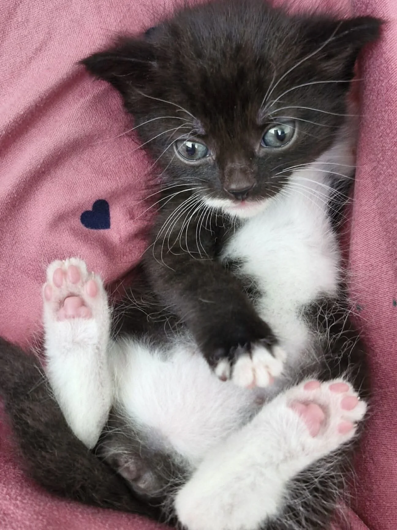 Happy Thursday from these two little cupcakes! We hope everyone has a great day🩷🌸

#cats #kittensofig #kittens #kittenseason #fosteringsaveslives #fosterkittensofinstagram