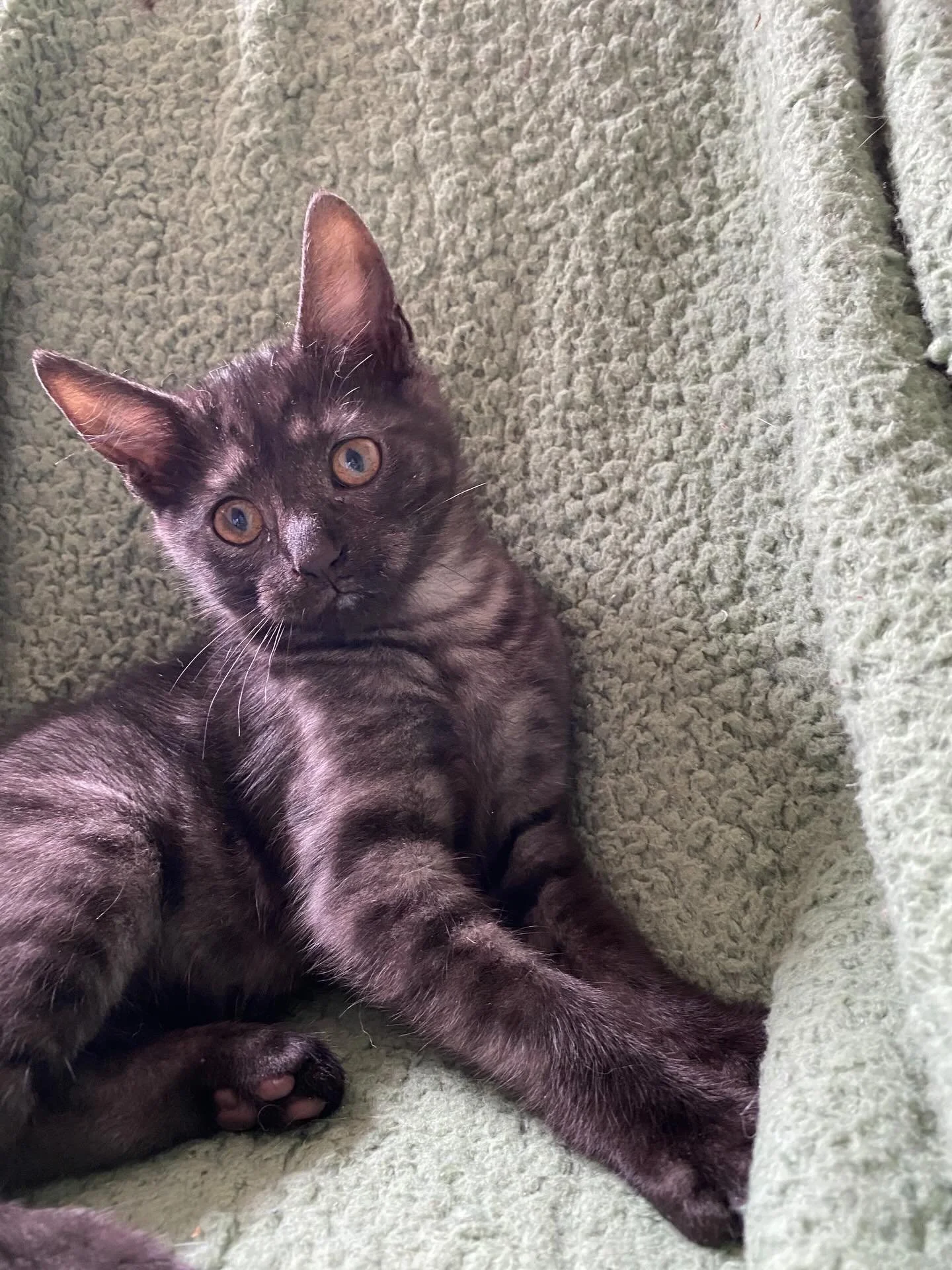 🩷Available for Pre-Adoption🩷

Mars, Jupiter, Mama Pandora, Pepper, Pancake, Pluto and Midnight are looking for their forever home/s 🏡

Please ensure that you read their bios before applying.

You can read more about them via our Pet Rescue page: h