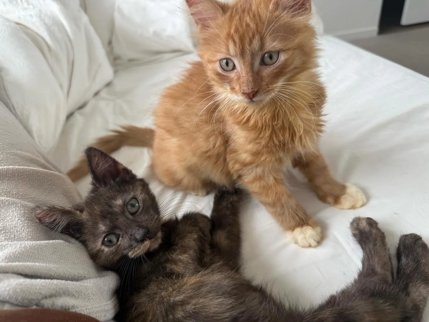 🩷Available for Pre-Adoption🩷

Wallaby and Wombat are looking for their forever home🏡

Please ensure that you read their bios before applying.

You can read more about them via our Pet Rescue page: https://www.petrescue.com.au/groups/11855/Rescue-C