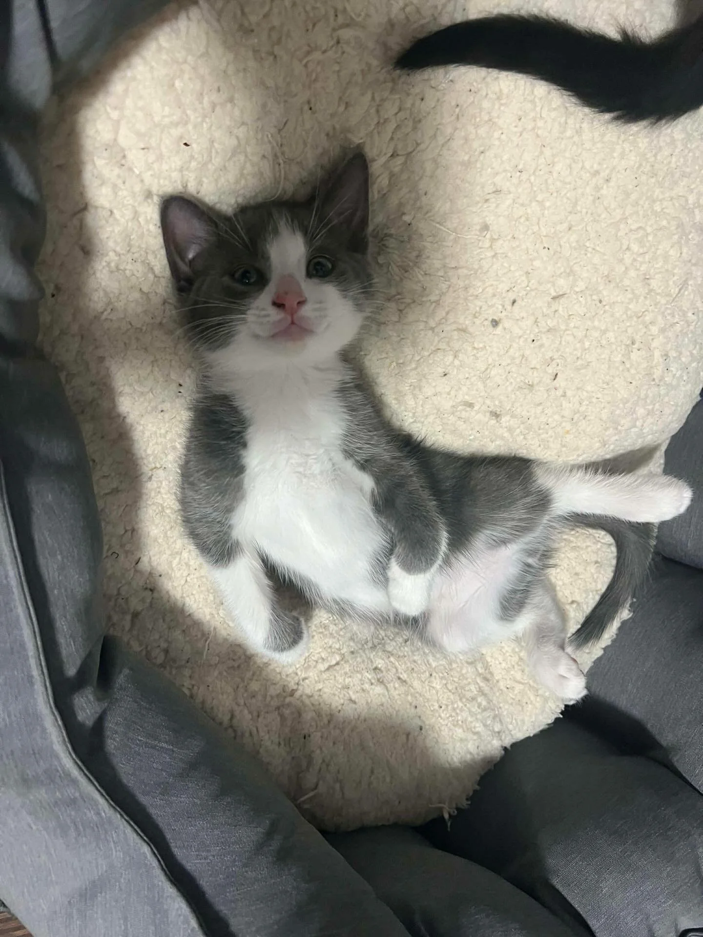Stop what you&rsquo;re doing and look at this fluffy little tummy! We think Cottontail is trying to tell us it&rsquo;s the weekend😴

Happy Caturday🐈

#catsofinstagram #catsofig #kittens #kittensofig #fosteringsaveslives #adoptdontshop