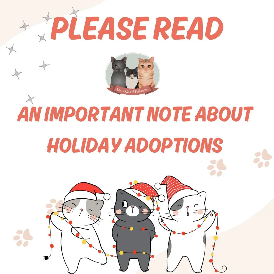 🚨 An Important Holiday Update Regarding Kitten Adoptions 🚨

The holiday season is officially in full swing, and we understand the thought of surprising a family member or friend with a fluffy kitten as a gift is exciting. However, this year, our re