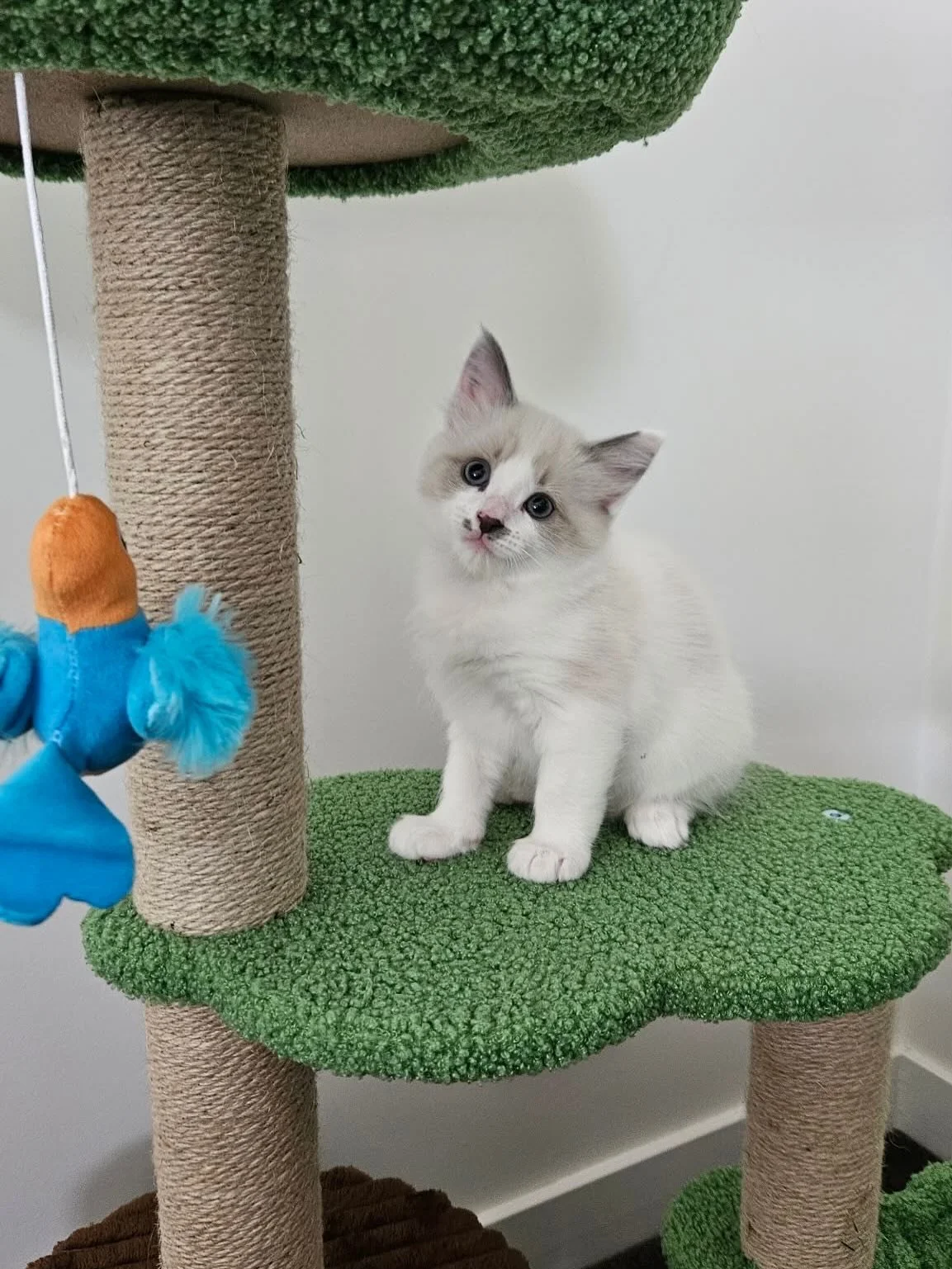 🩷Available for Pre-Adoption🩷

Basil, Thyme and Rosemary are looking for their forever home/s 🏡

Please ensure that you read their bios before applying.

You can read more about them via our Pet Rescue page: https://www.petrescue.com.au/groups/1185