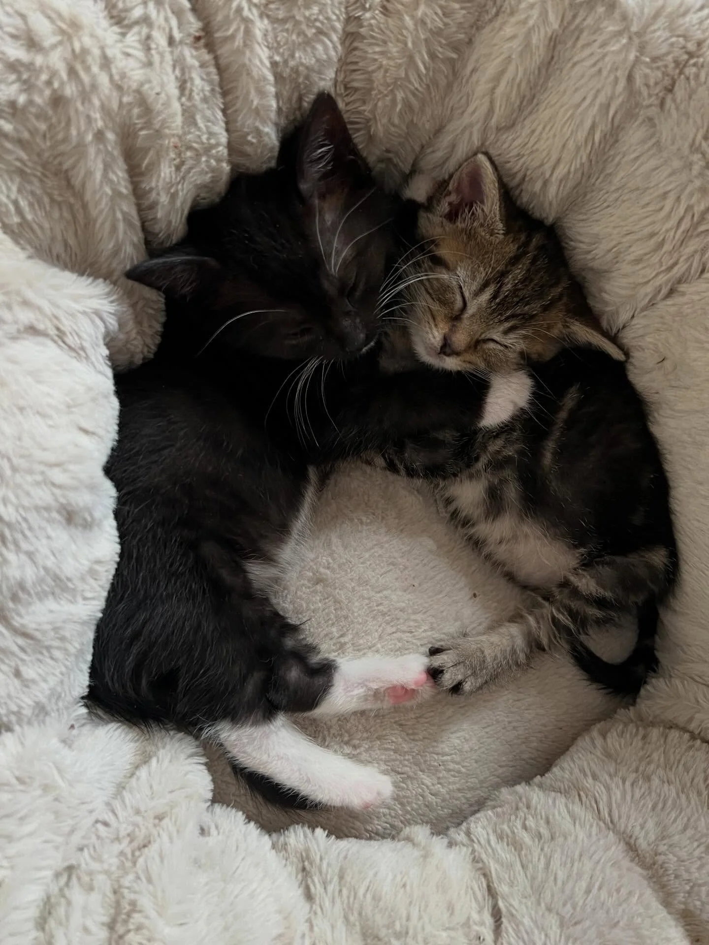 Gaga and Glue are an incredibly bonded pair of sisters. A few nights ago, Gaga was gravely ill, to the point we feared for her life. Throughout that terrifying ordeal, her sister Glue remained steadfastly by her side, lending the strength and comfort