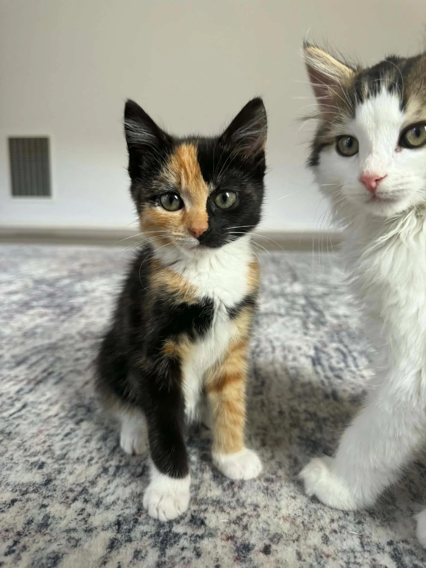 🩷Available for Pre-Adoption🩷

Ember, Yuki and Ottie are looking for their forever home/s 🏡

Please ensure that you read their bios before applying.

You can read more about them via our Pet Rescue page: https://www.petrescue.com.au/groups/11855/Re