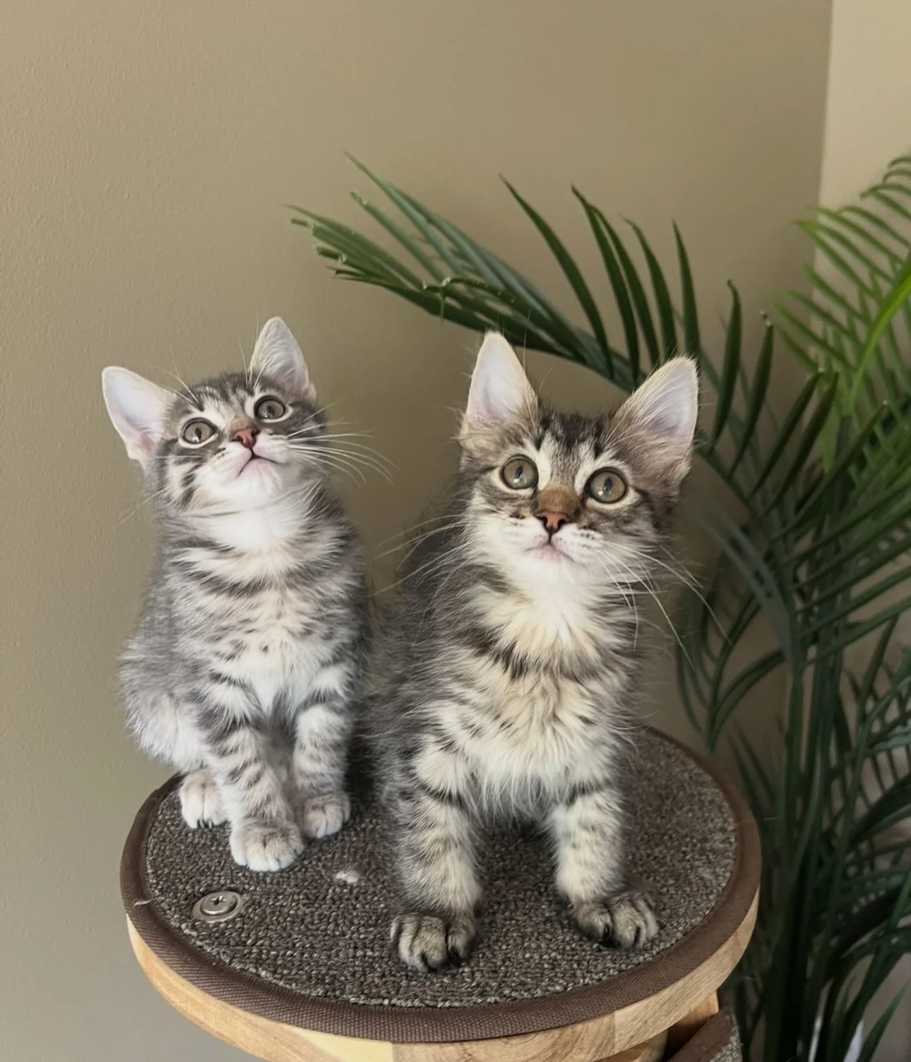 🩷 AVAILABLE FOR PRE-ADOPTION 🩷

Meet Waffles and Sprout✨

These beautiful babies are officially looking for their forever home🏡✨

Think you have the perfect spot on your couch for these cuties? Here&rsquo;s how to apply:

📖 Read their bios: Head 
