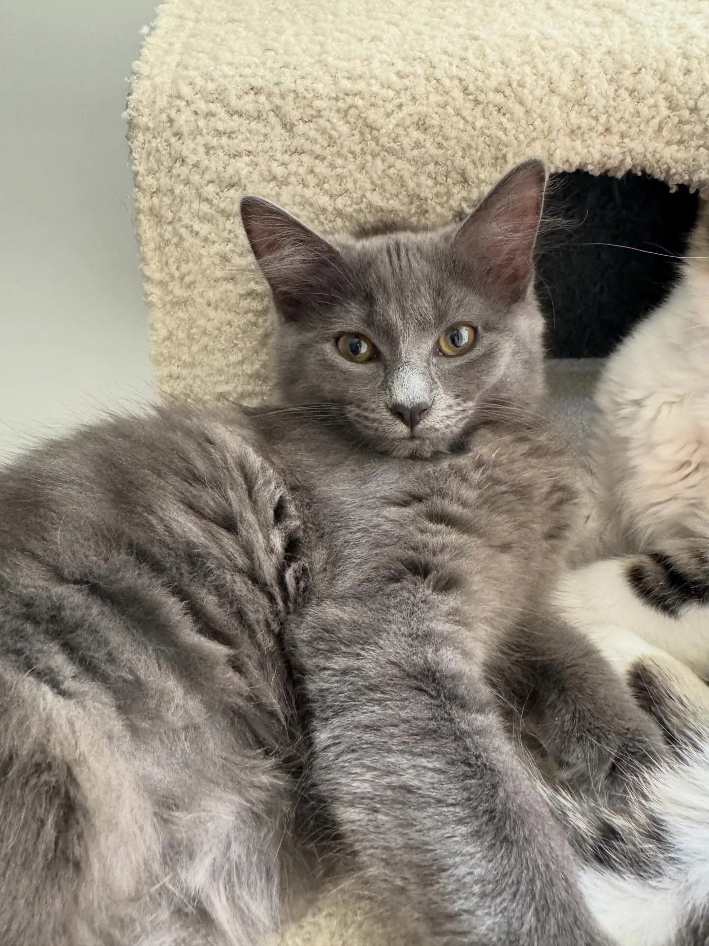 🩷 AVAILABLE FOR PRE-ADOPTION 🩷

Meet Bluey, Winnie and Aslan✨

These beautiful babies are officially looking for their forever home🏡✨

Think you have the perfect spot on your couch for these cuties? Here&rsquo;s how to apply:

📖 Read their bios: 