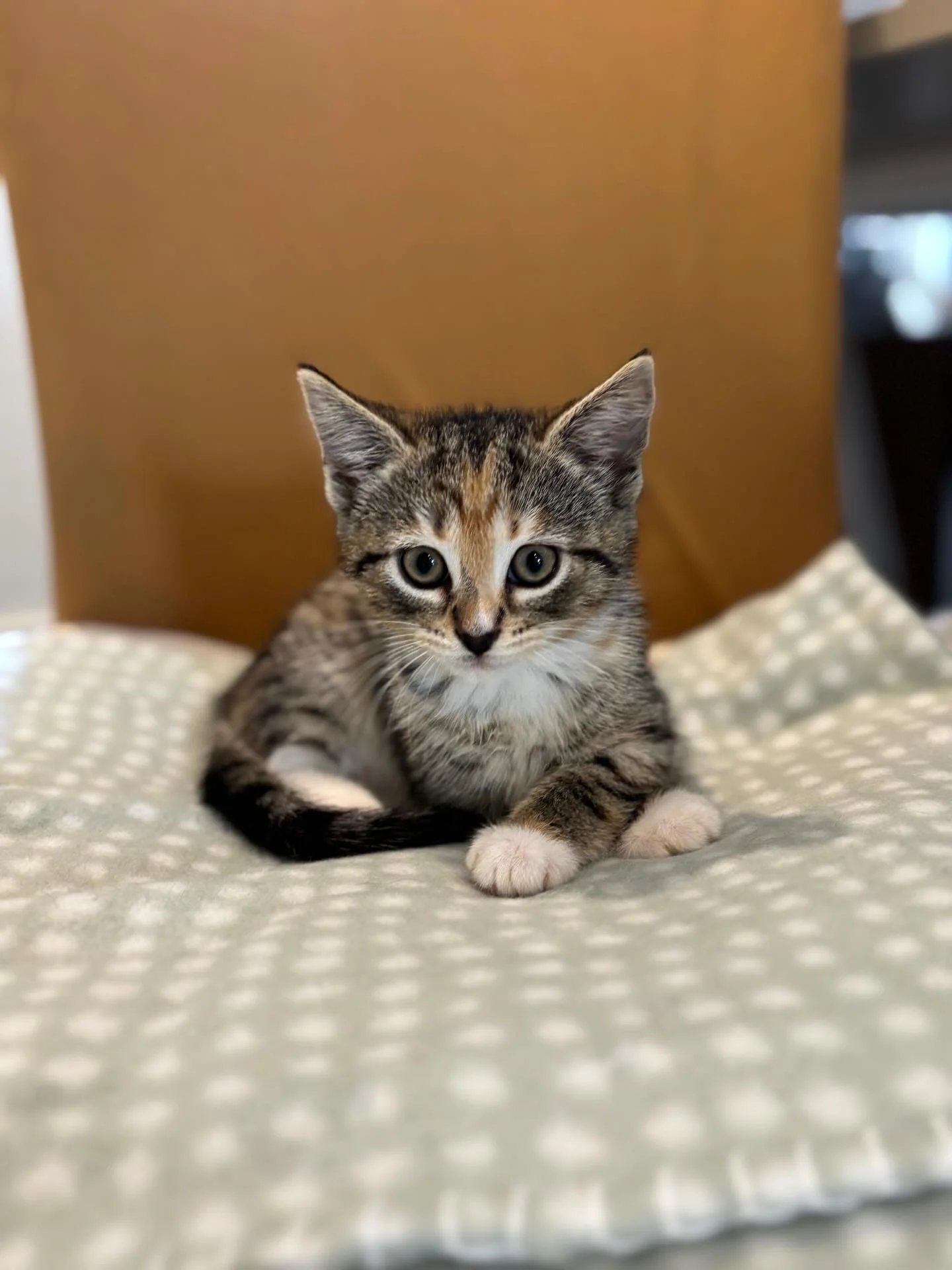 🩷 AVAILABLE FOR PRE-ADOPTION 🩷

Meet Alice, Edward, Jasper and Emmett✨

These beautiful babies are officially looking for their forever home🏡✨

Think you have the perfect spot on your couch for these cuties? Here&rsquo;s how to apply:

📖 Read the