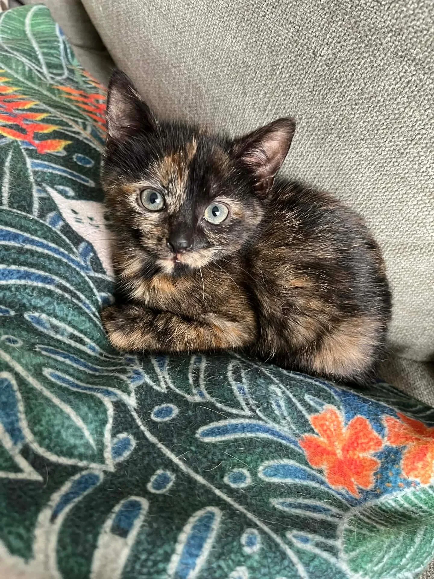 🩷 AVAILABLE FOR PRE-ADOPTION 🩷

Meet Turtle, Ducky and Osprey✨

These beautiful babies are officially looking for their forever home🏡✨

Think you have the perfect spot on your couch for these cuties? Here&rsquo;s how to apply:

📖 Read their bios: