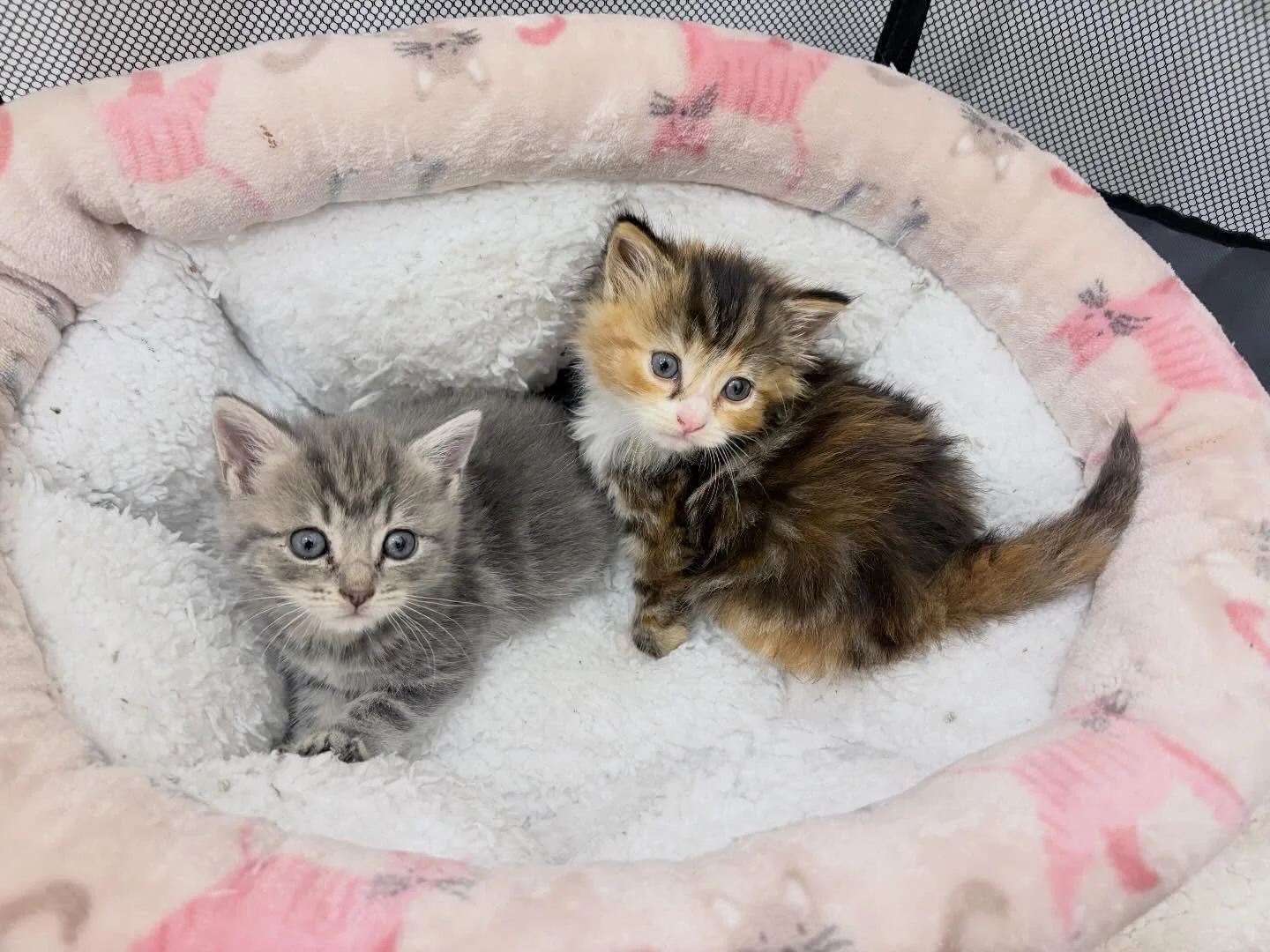 New arrivals 🌸

Meet Matcha and Milkshake🍵🥤

These two sweet little ladies arrived into the rescue a couple of days ago after being found in a backyard. We are so grateful that a wonderful community saved them and contacted us so that they didn&rs