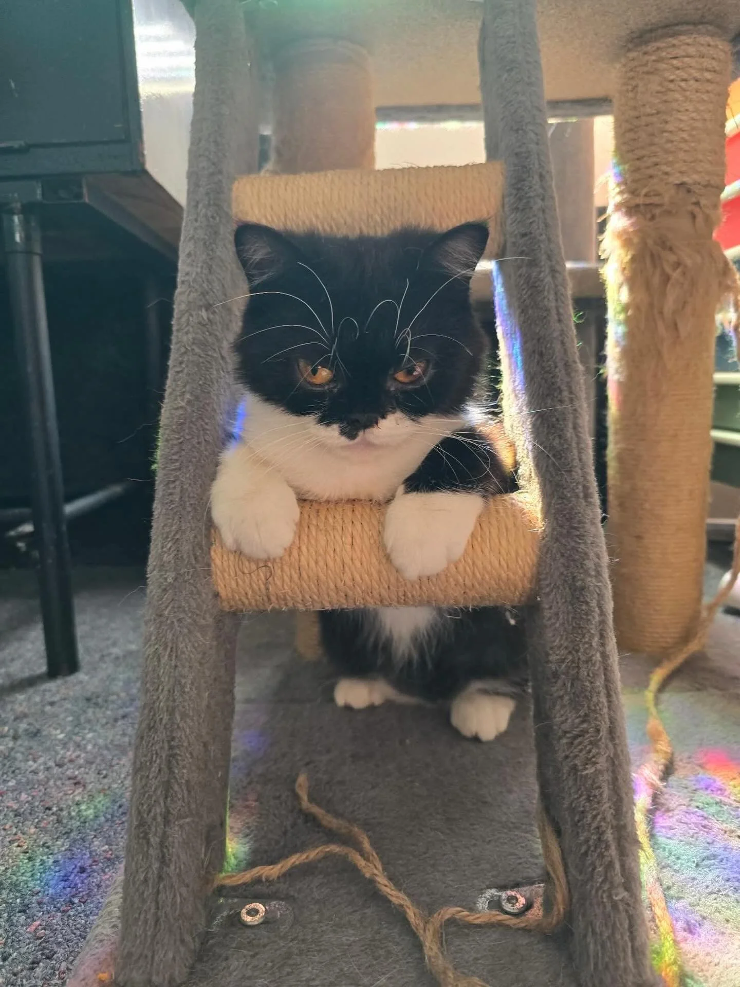 Happy Caturday from grumpy Gremlin with some purple rain💜

To those of our community who are being affected by the current fires ravaging our beautiful state, we are sending all of our love. Our hearts break thinking about the humans and animals bei