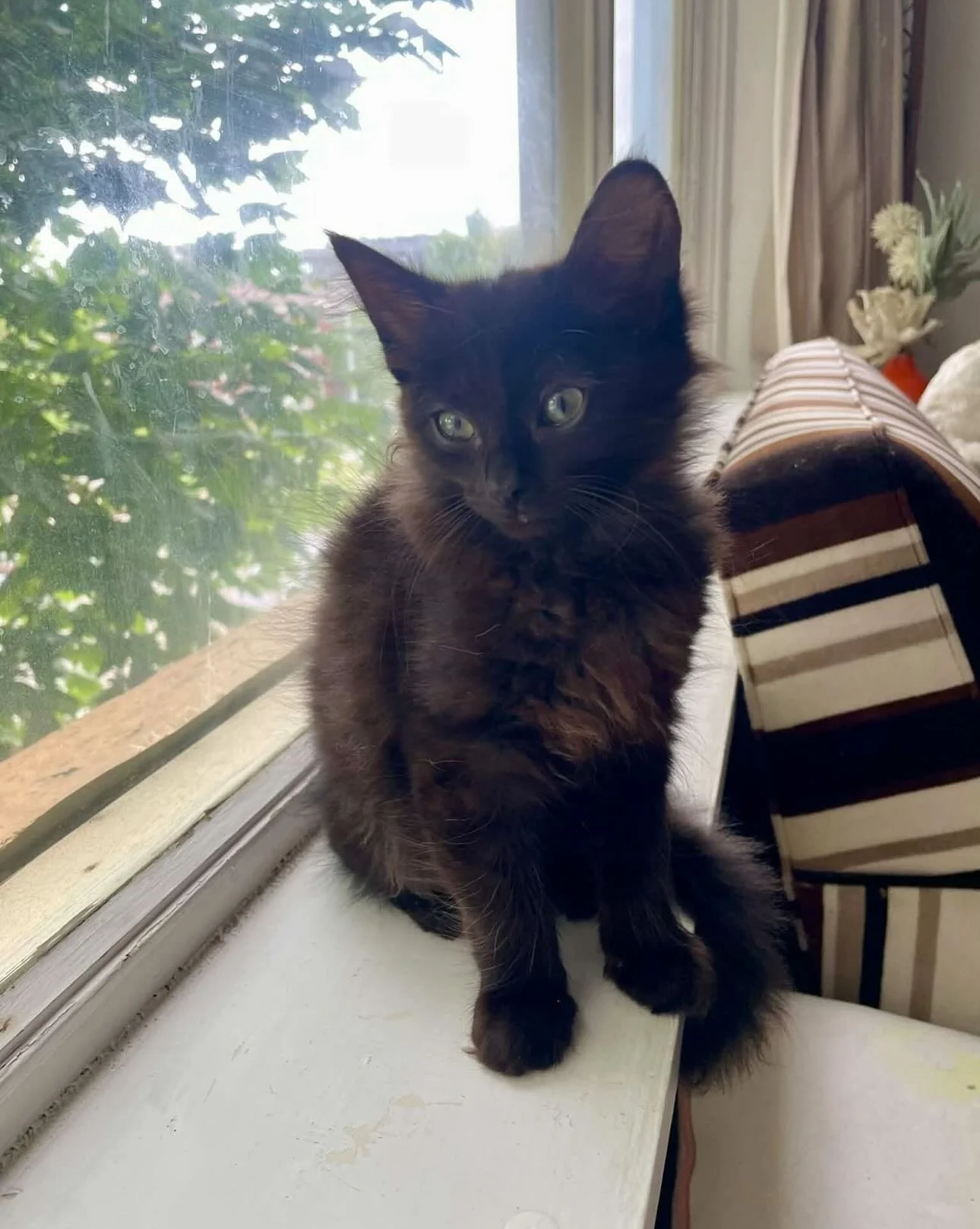 All of his siblings have been adopted and he is the last one without a forever home! Let&rsquo;s share, comment and like so that we can find Fig his forever family💚

🌿 Meet Fig: The Tiny Talker with a Big Heart! 🐾

🖤 A chatty, zippy, food-loving 