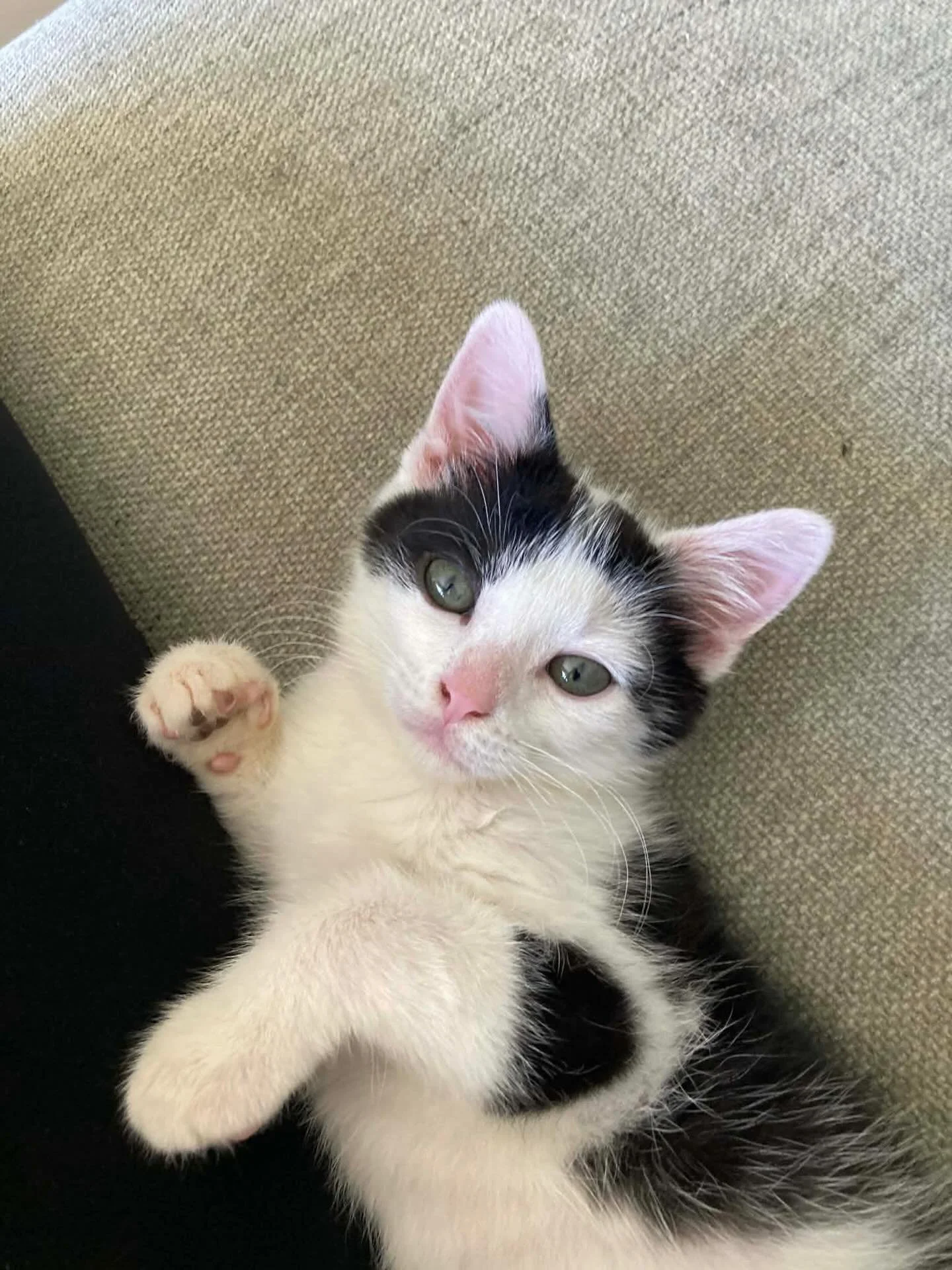 🐾AVAILABLE FOR ADOPTION🐾

🦅 Meet Osprey: The Gentle Soul (With a Refined Ear!)

If you&rsquo;re looking for a kitten who is as curious as he is cuddly, meet Osprey. He is a gentle, inquisitive boy who loves to explore his world, as long as the sou