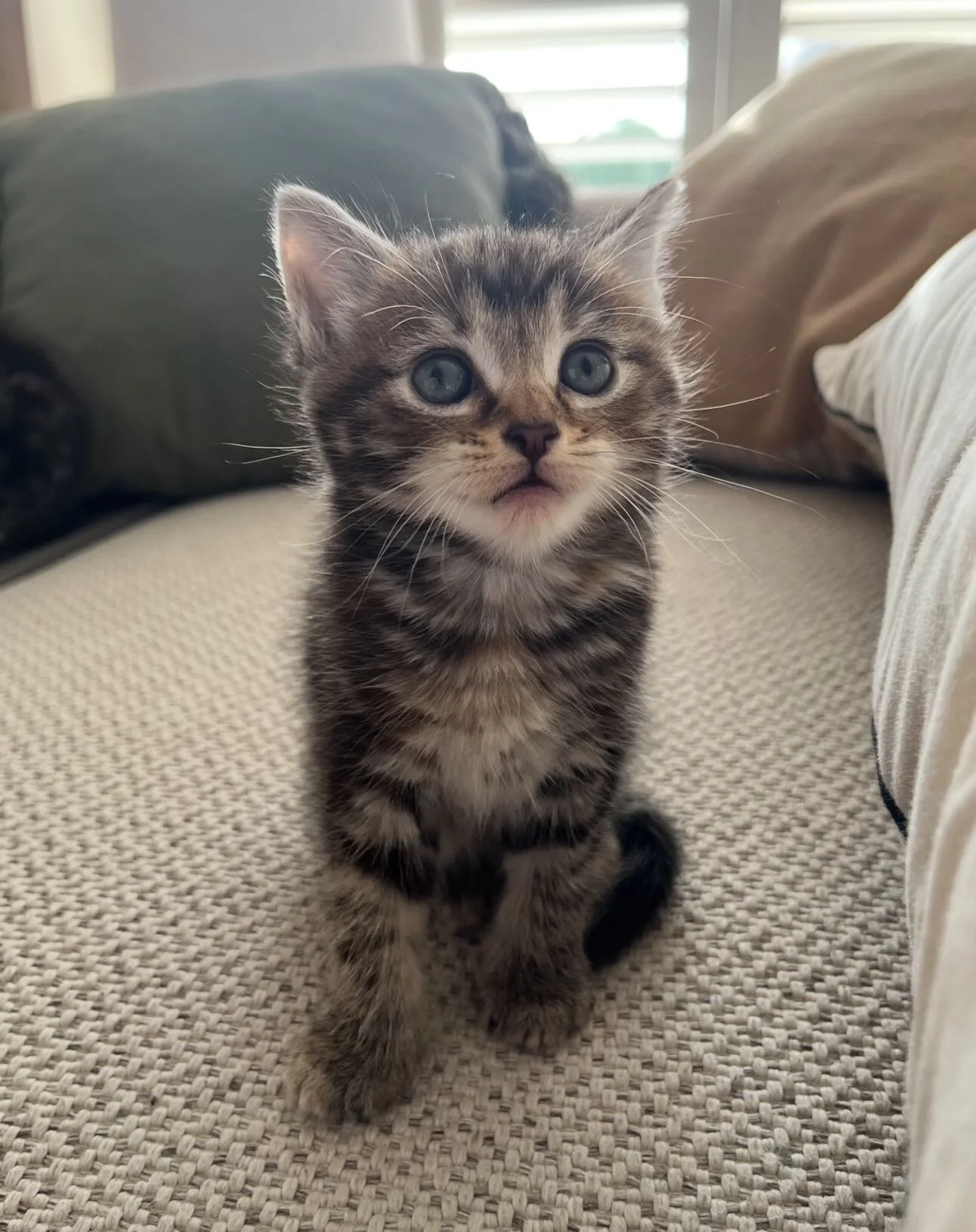 🩷 AVAILABLE FOR PRE-ADOPTION 🩷

Meet Marvin, Albie, Chase, Mia, Evie and Lily✨

These beautiful babies are officially looking for their forever home🏡✨

Think you have the perfect spot on your couch for these cuties? Here&rsquo;s how to apply:

📖 