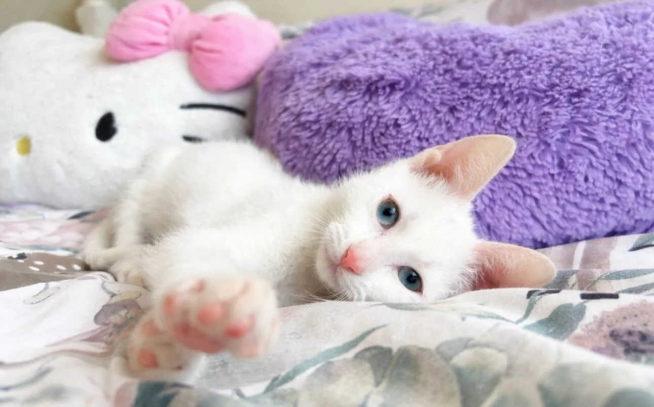 Sally cannot wait to see you at our meet and greet event tomorrow! We are so excited to see everyone at Pet O in Springvale from 10am until 3pm🌺

#cats #kittensofig #kitten #kittensofinstagram #adopt
