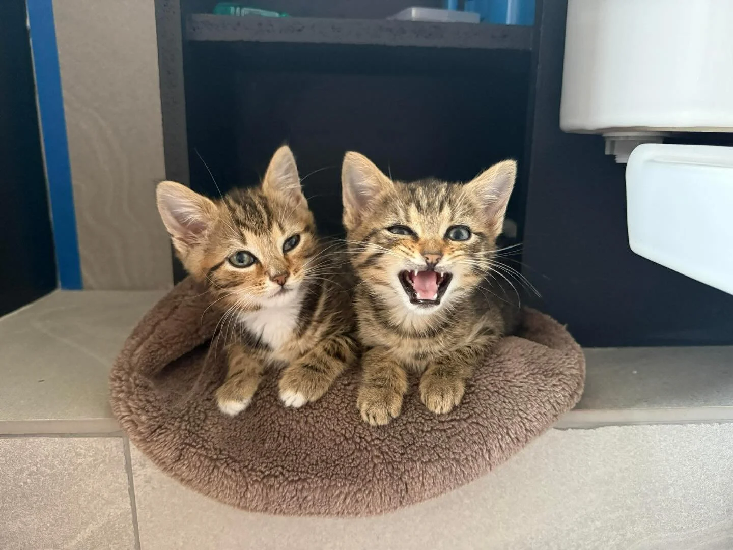 Nothing beats a Caturday☀️These two bonded beauties just landed in our care and are already making themselves right at home. We can&rsquo;t wait to see them feeling 100% and ready for adoption! (we&rsquo;ve got a little bit of flu happening currently