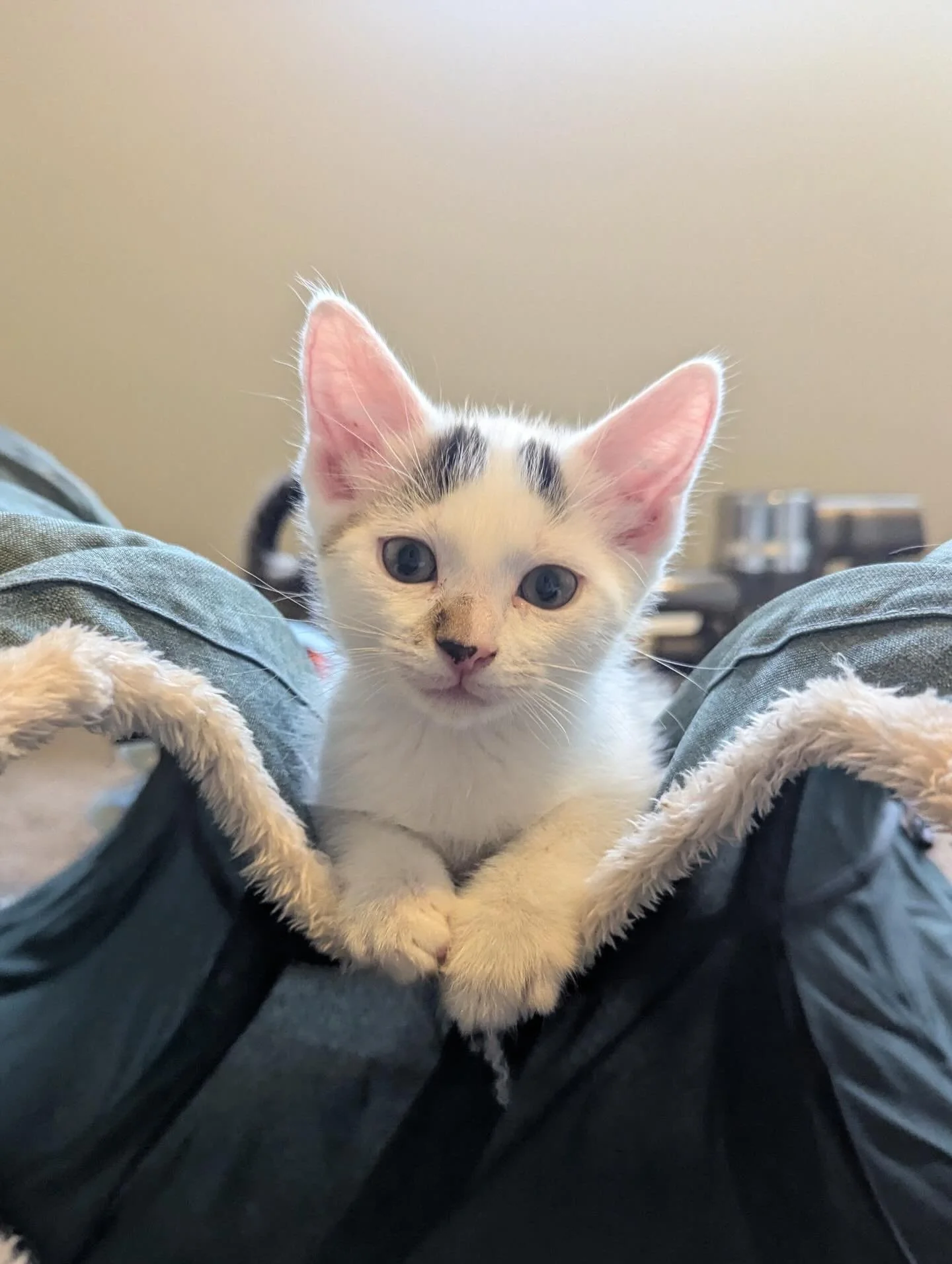 🩷 AVAILABLE FOR ADOPTION 🩷

Meet Maxi, Rune, Nyx and Glyph✨

These beautiful babies are officially looking for their forever home🏡✨

Think you have the perfect spot on your couch for these cuties? Here&rsquo;s how to apply:

📖 Read their bios: He