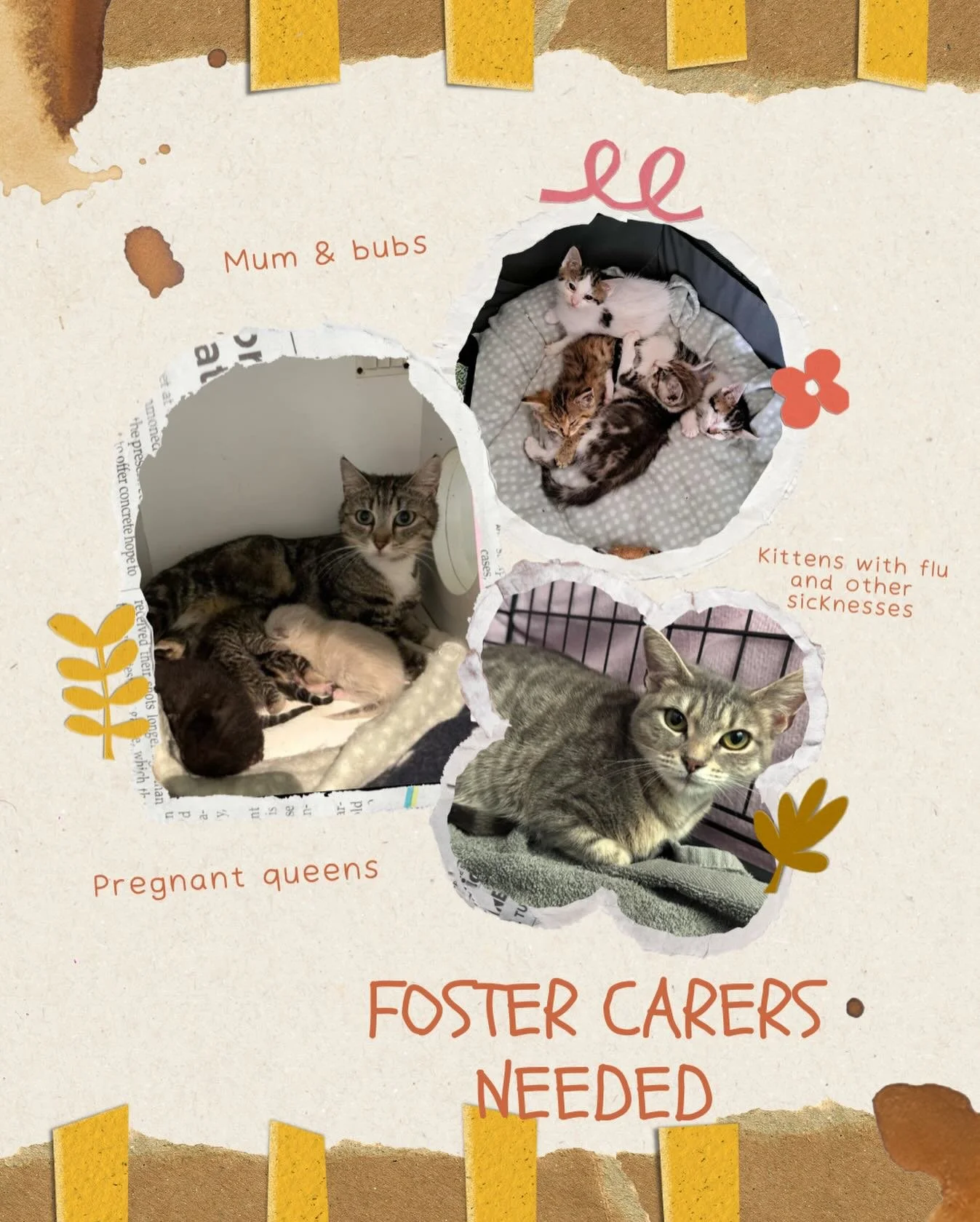 Without a foster home, they have nowhere to go. 💔

Because we don&rsquo;t have a physical shelter, our rescue relies 100% on the kindness of people like our wonderful community. When our foster homes are full, we are forced to say no to cats in desp