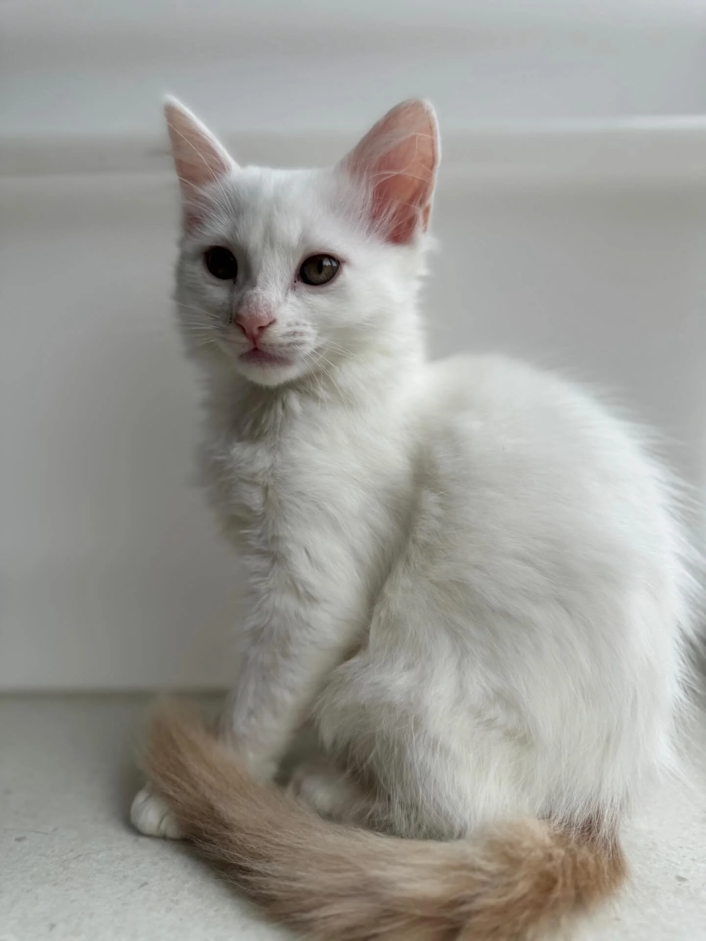 🩷 AVAILABLE FOR PRE-ADOPTION 🩷

Meet Ziggy Lou, Coco Chanel, Shadow and Autumn✨

These beautiful babies are officially looking for their forever home🏡✨

Think you have the perfect spot on your couch for these cuties? Here&rsquo;s how to apply:

📖