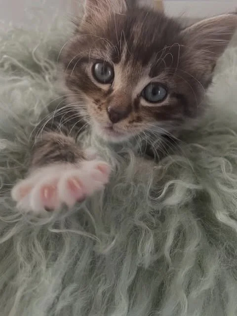 Can you believe Nemo hasn&rsquo;t had one adoption application? We are shook!! Let&rsquo;s share, comment and like to boost his post so we can find him his forever home! 

🐠 Meet Nemo: The Brave Little Deep-Sea Diver! 🐠

Just like his famous namesa